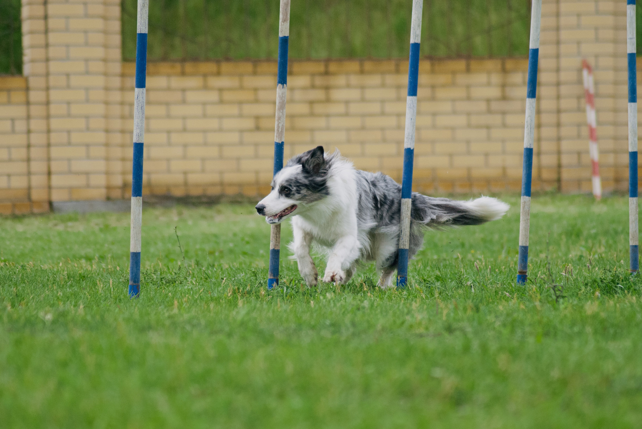 Аджилити. Фотограф в Тюмени Лизавета Сапицкая