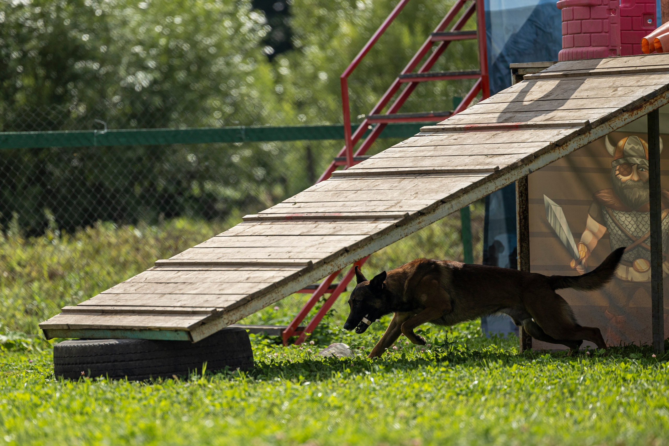 Соревнования по Мондьорингу г. Вологда 10-11.08.2024. Фотограф-анималист Анна Маринич