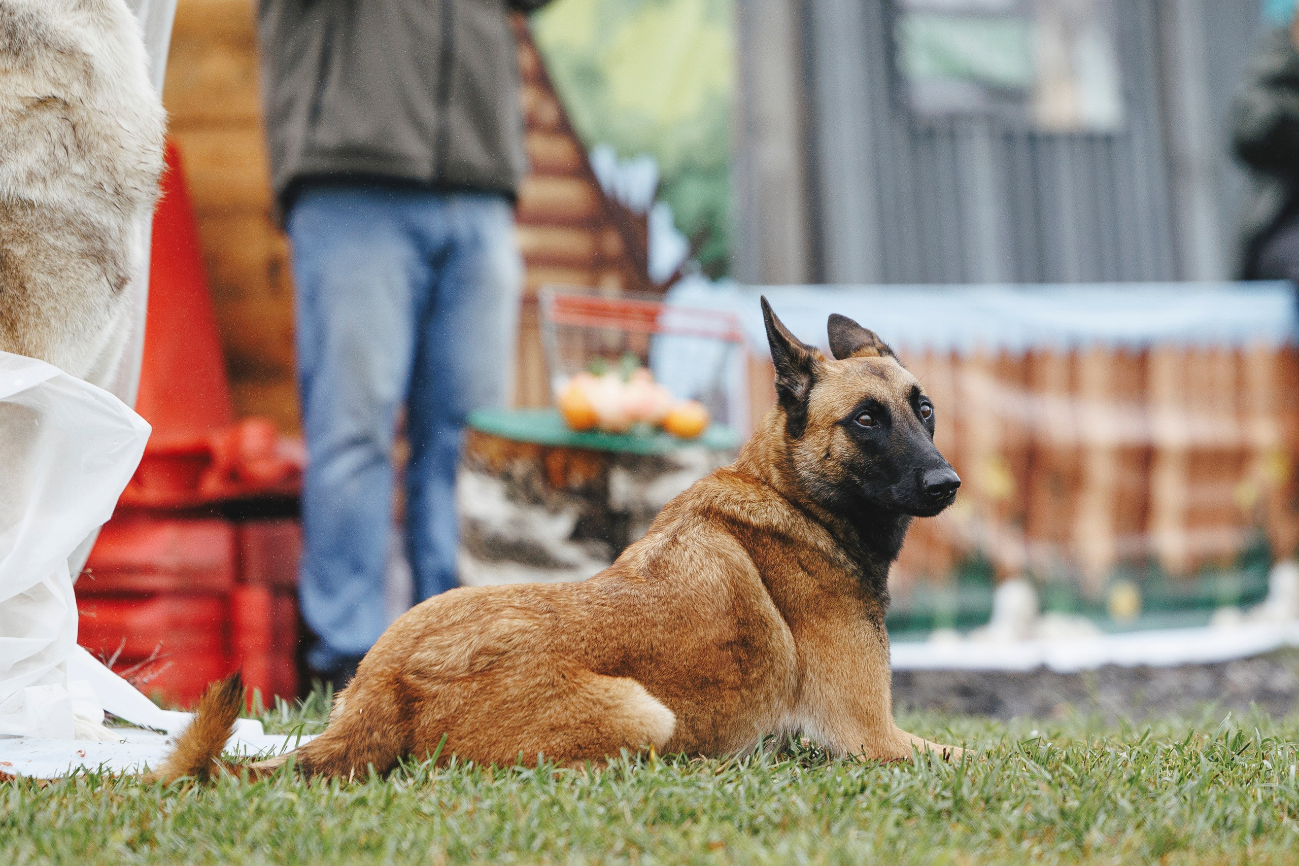 08.08.25-10.08.25 ЧР по мондьорингу г. Вологда. Фотограф-анималист Анна Маринич