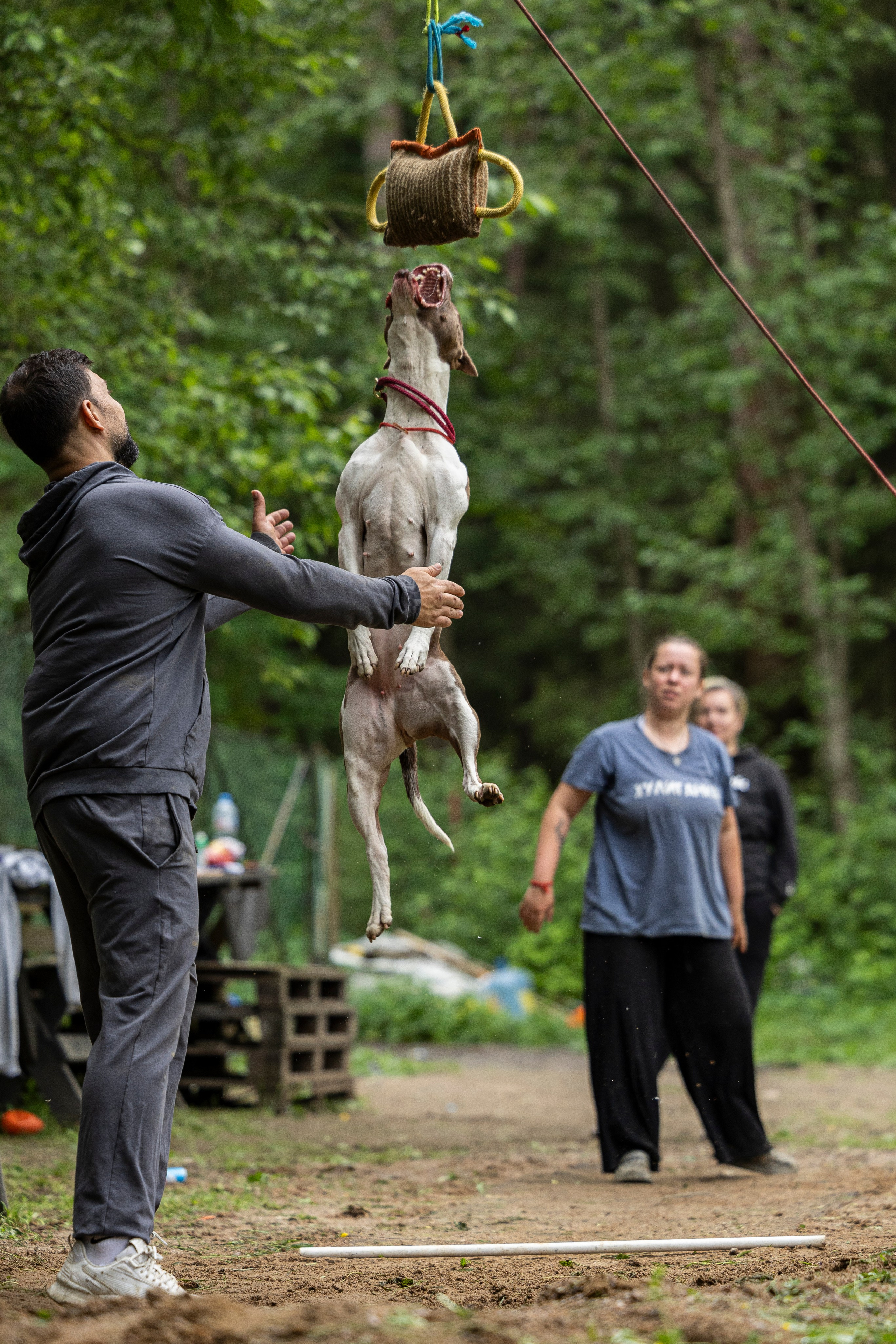 Пит-стафф многоборье. Фотограф-анималист Анна Маринич