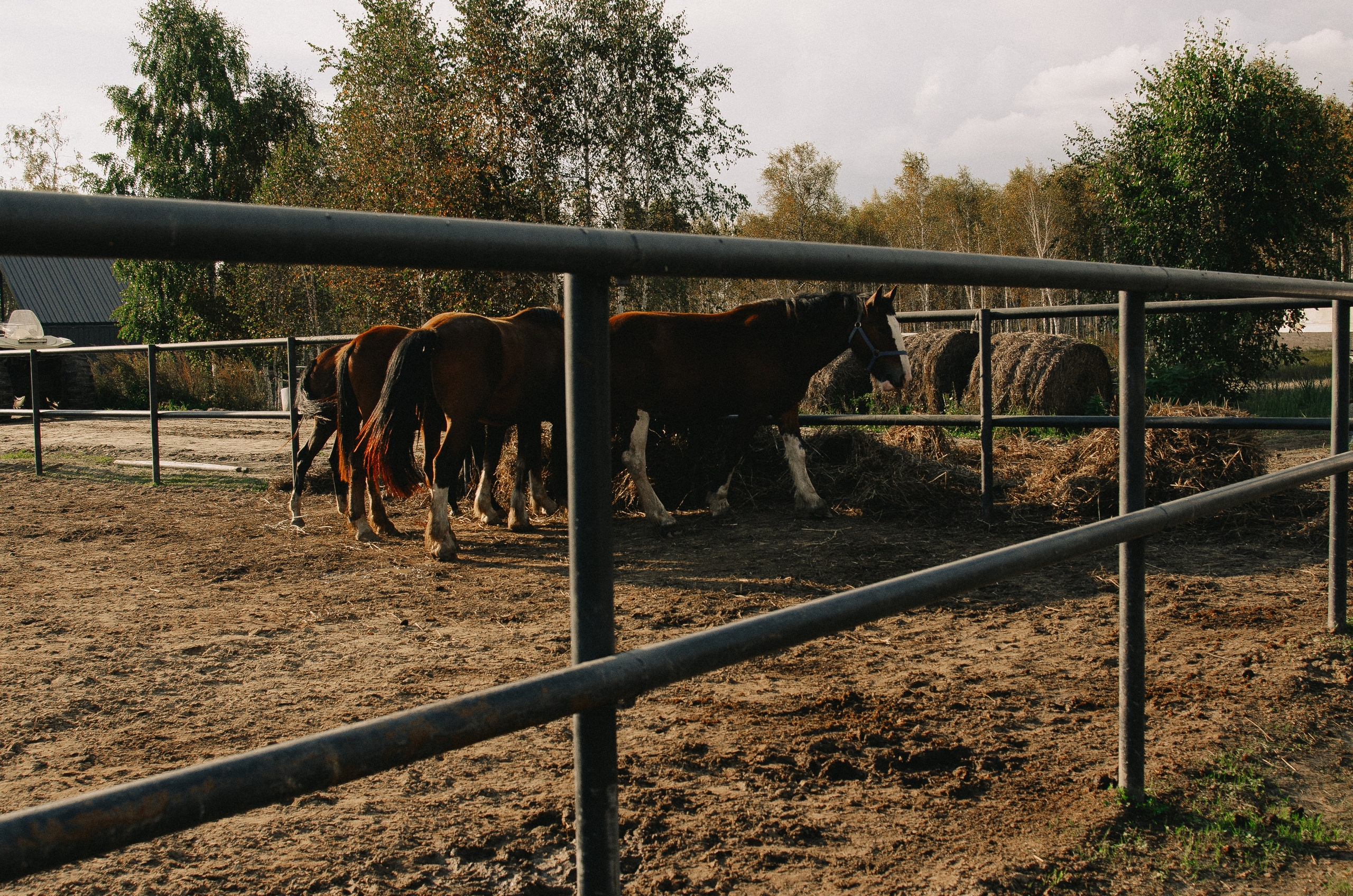 Дом-музей лошадей Хуторъ. Фотографы в Тюмени Андрей и Лидия Войвод