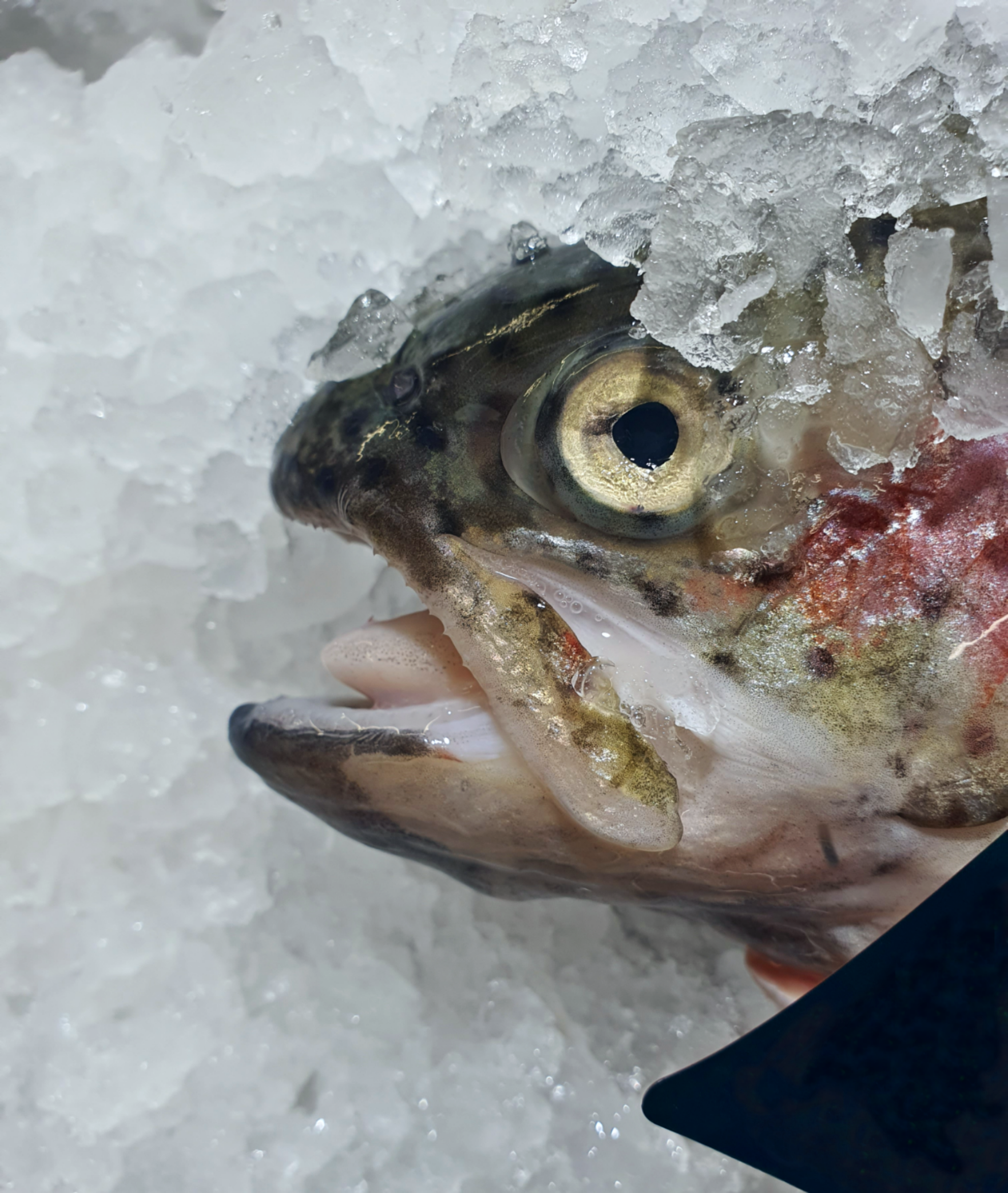 PORTRAITS. Репортажный фотограф. Москва