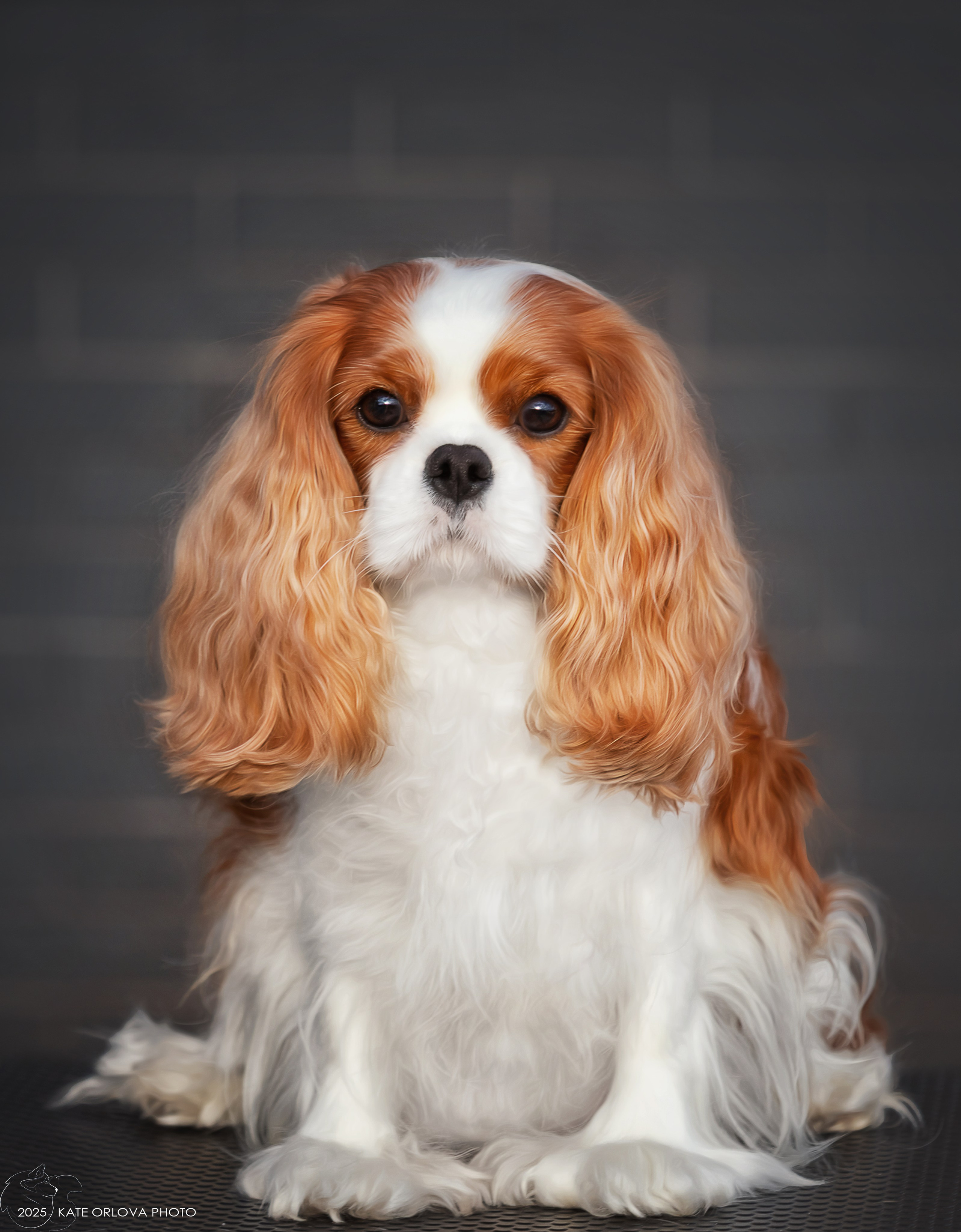 Суки. Питомник кавалер кинг чарльз спаниелей