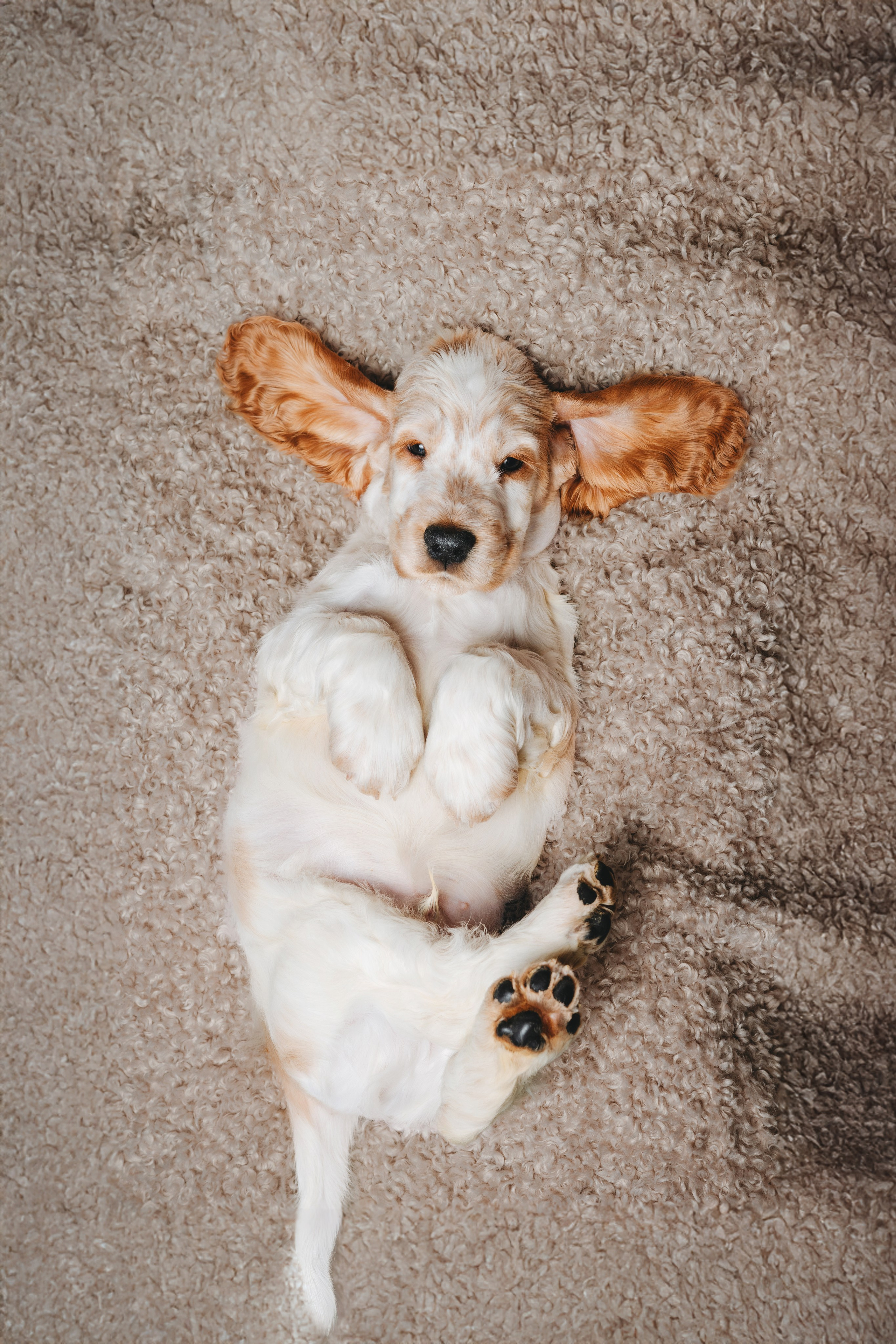 Английские коккер-спаниели. Фотограф анималист Осипчикова Мария