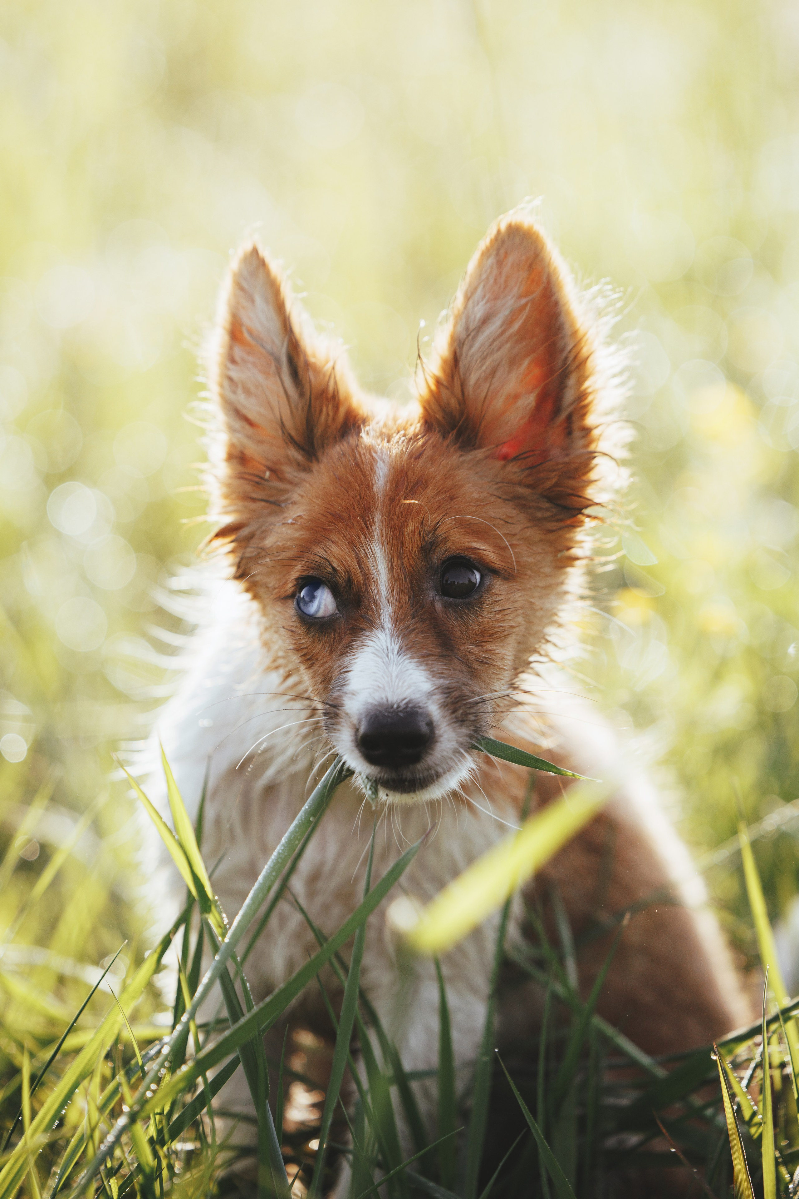 Токи, Янки, Лось, Мако и Рин. Фотограф анималист Осипчикова Мария