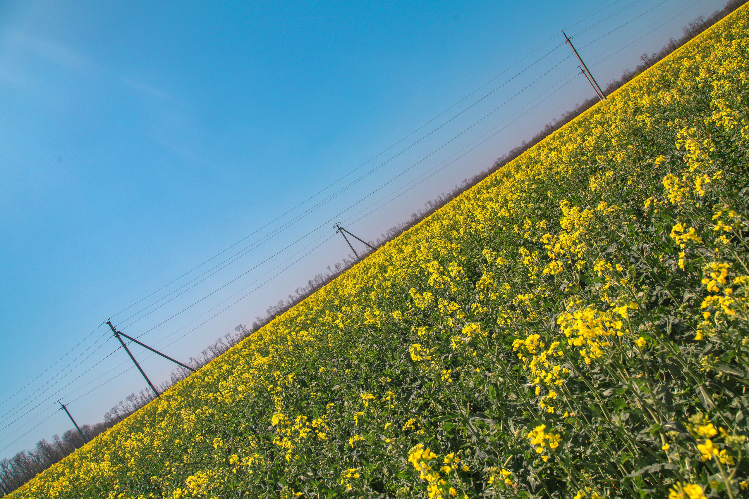 Рапсовые поля. Dmitriy [KCCC] is a pretty cool photographer