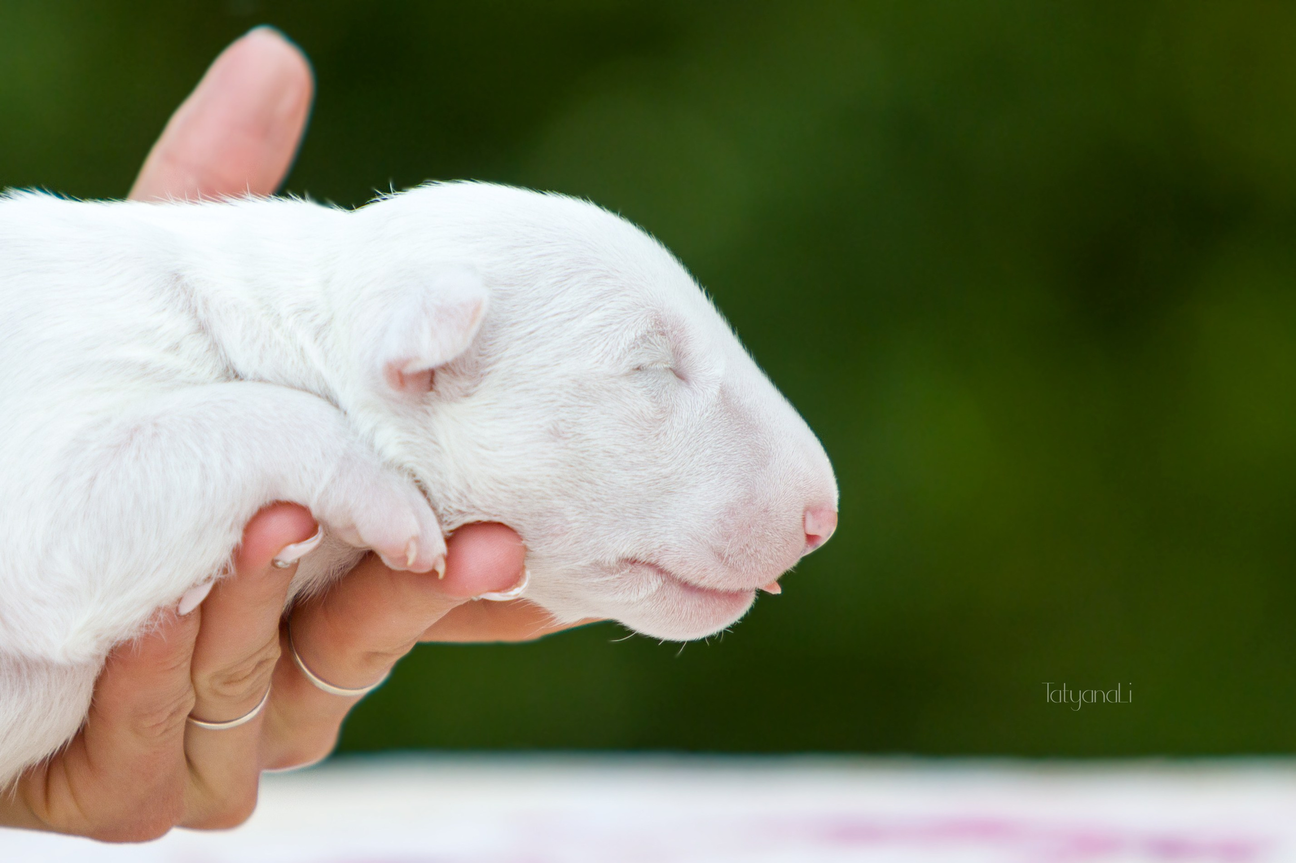 Стандартный бультерьер. Фотограф — анималист Татьяна Ли