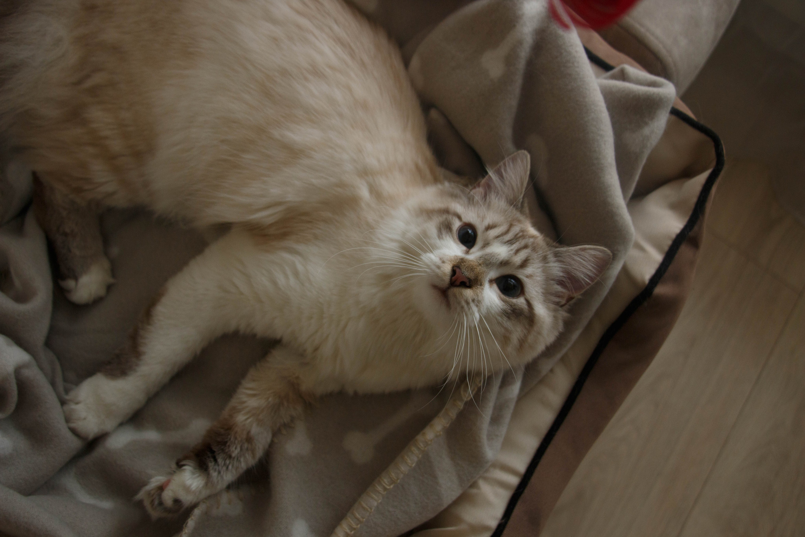 Kristina & Miya. Бережно сохраняю ваши чувства и истории на своих фотографиях