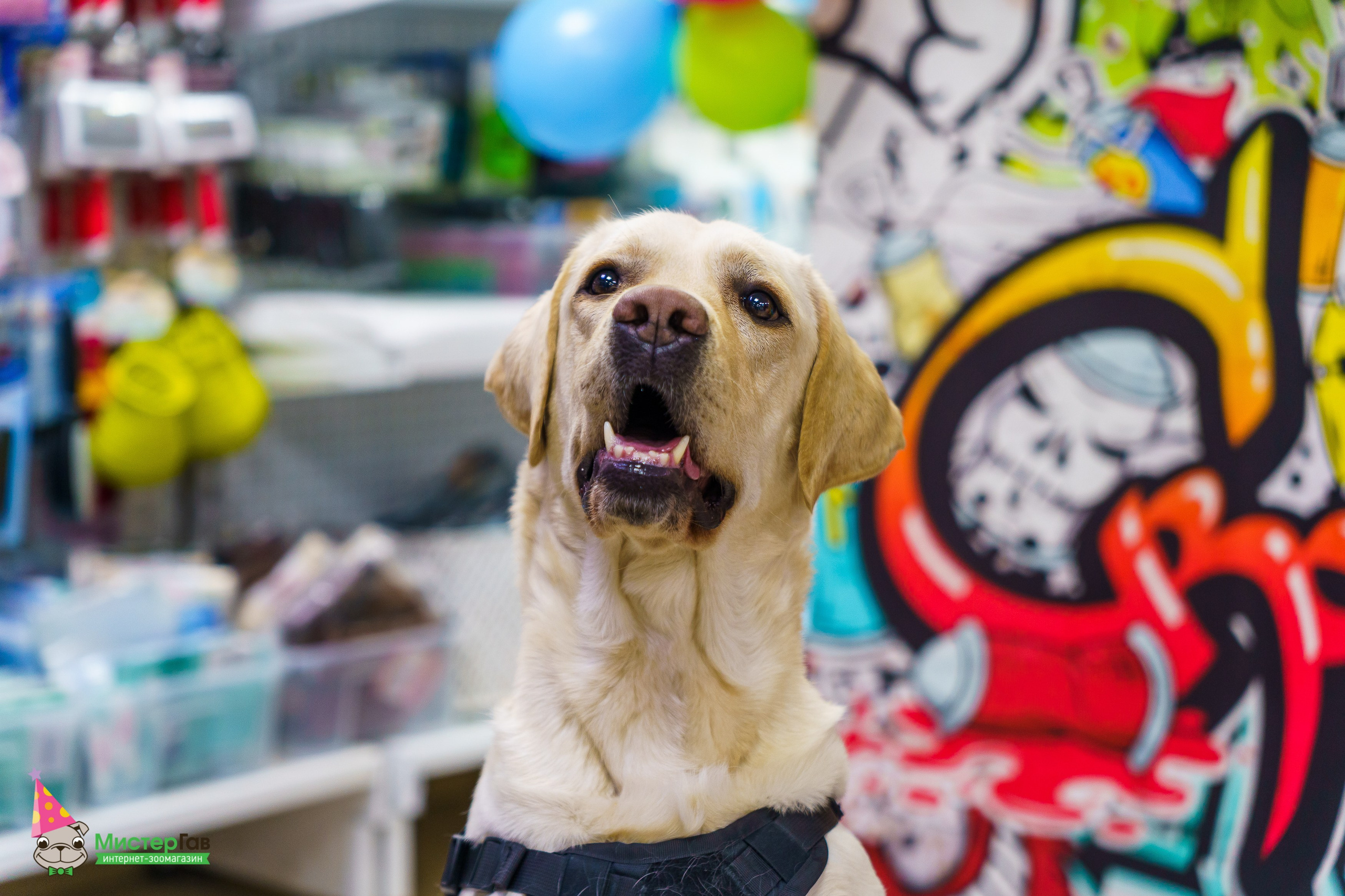 С животными. Фотограф Челябинск · Ольга Серебрякова