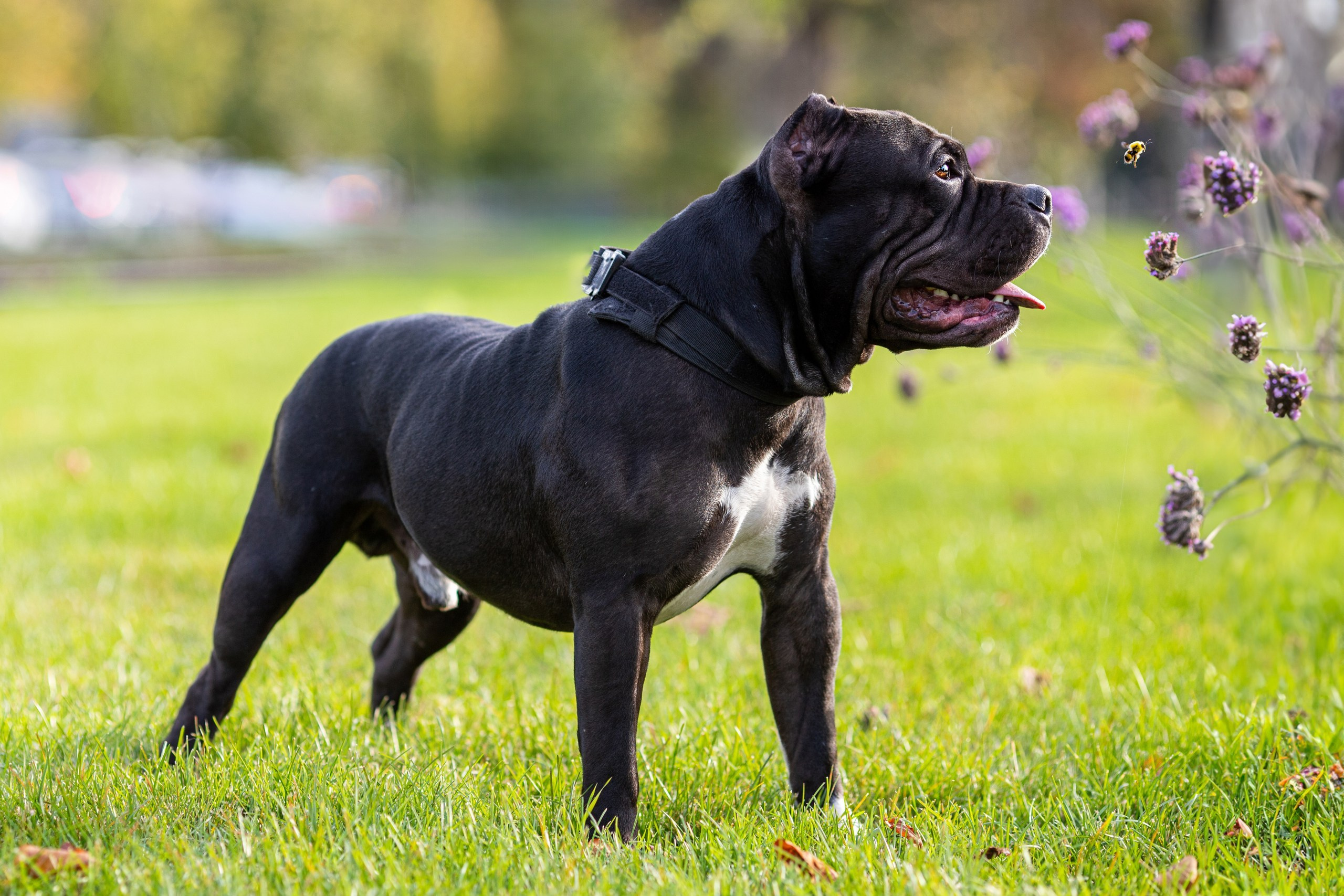Фотопрогулка с собакой и съёмка для презентации собак