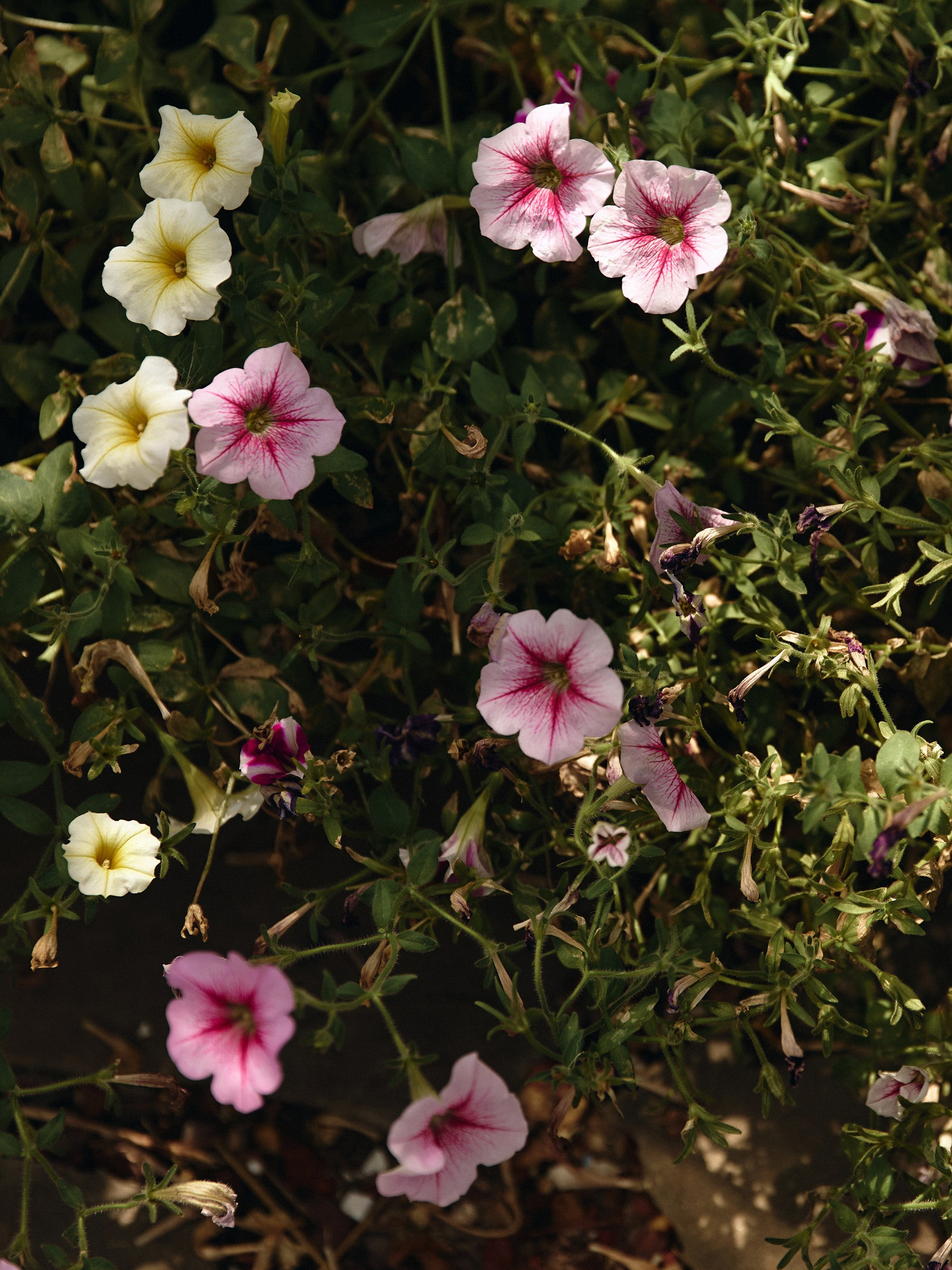 Milmis. Фотограф в Ростове-на-Дону Анна Нагорная