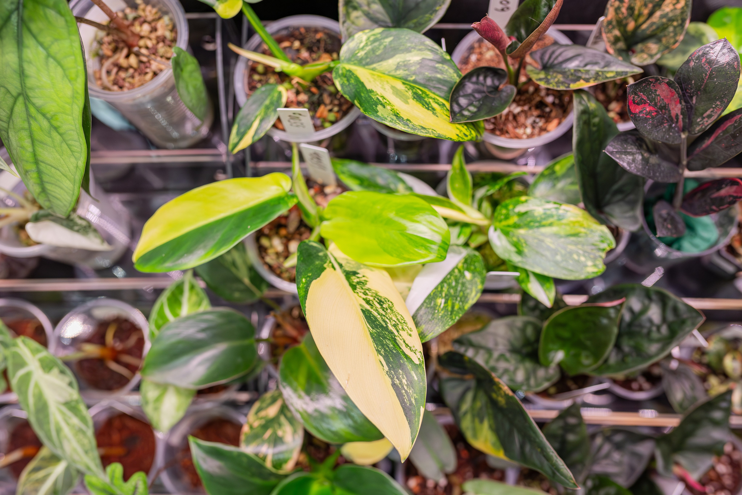 Монстериум апрель 2026. Александра Куликова фотограф, Москва