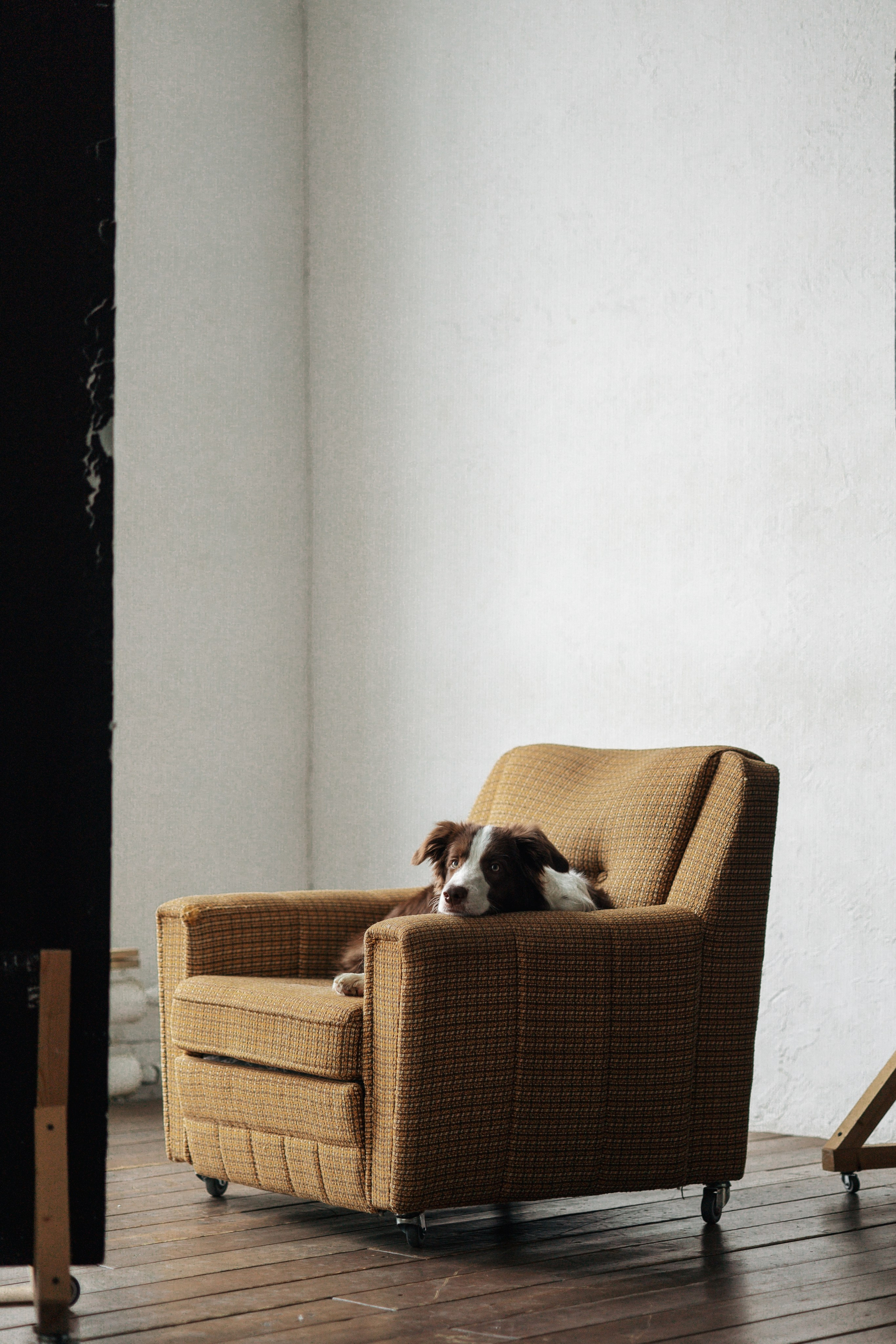 Настя и Симба. Фотограф — Анималист | Санкт-Петербург