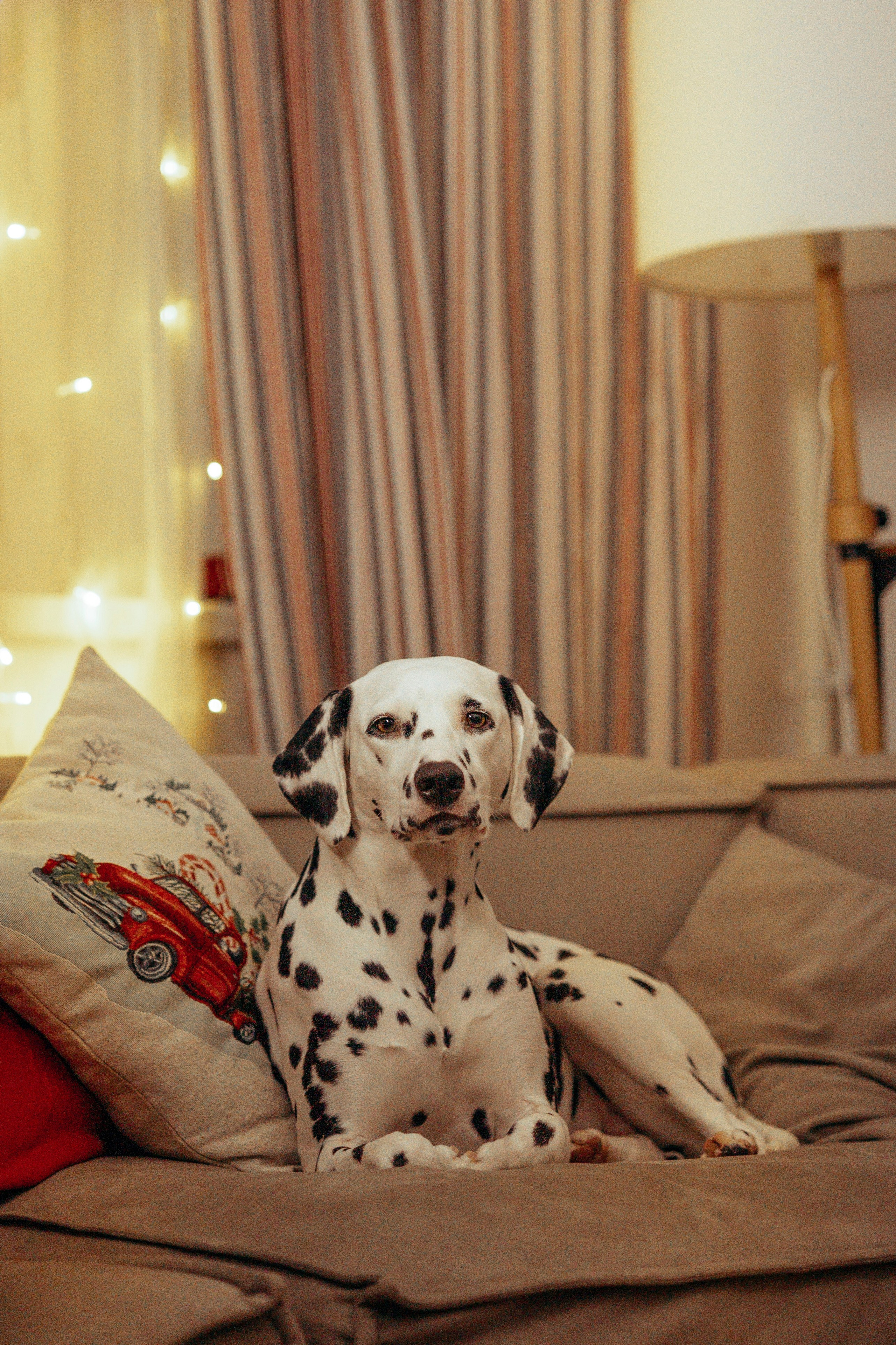 Новогодняя съемка с собакой. Анастасия Белаш