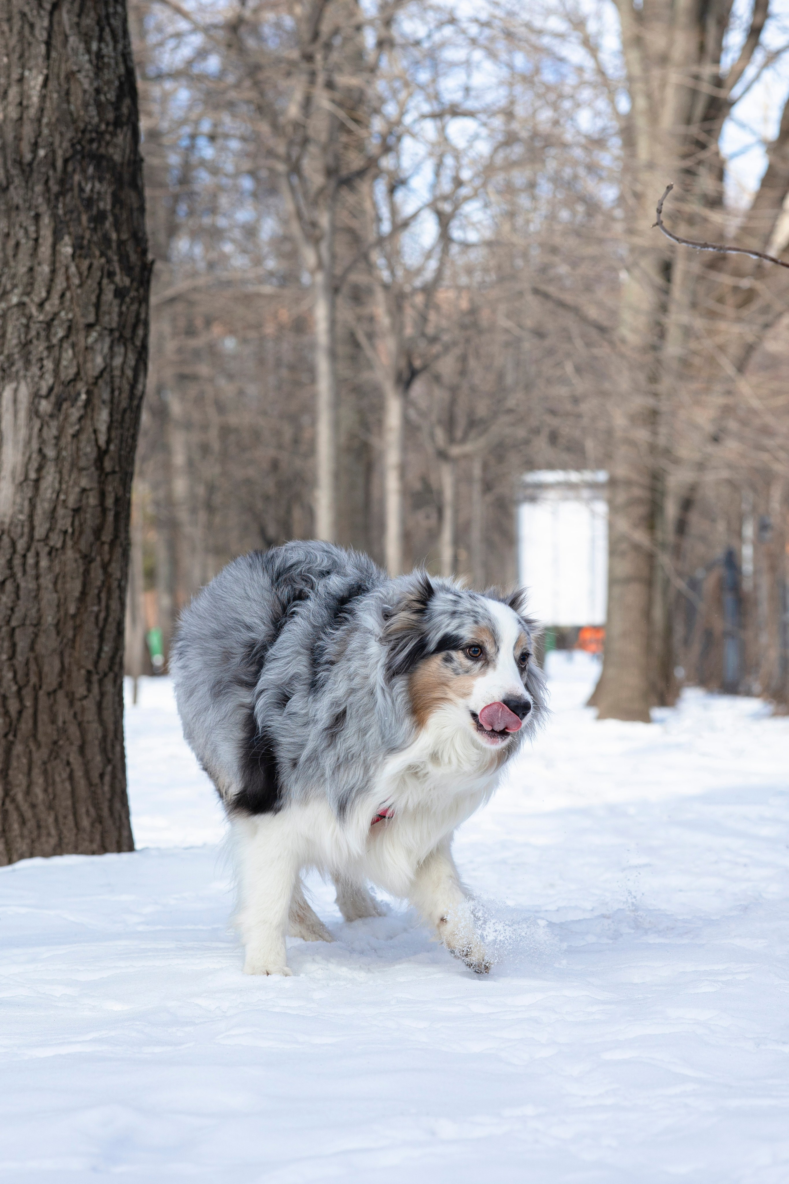 Съемка с собакой. Анастасия Белаш
