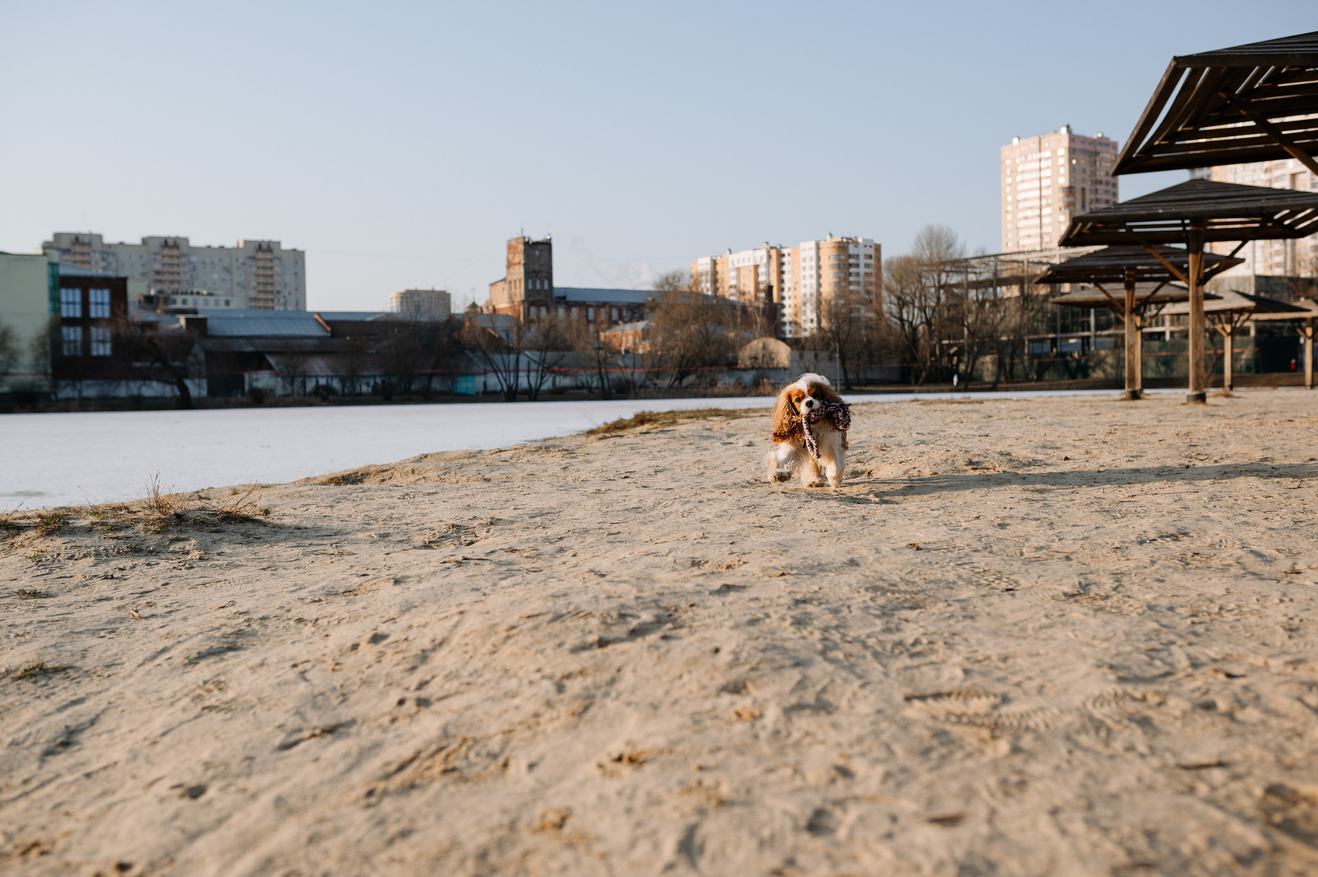Лена и Арчи. Фотограф анималист в Москве Ольга Агушева