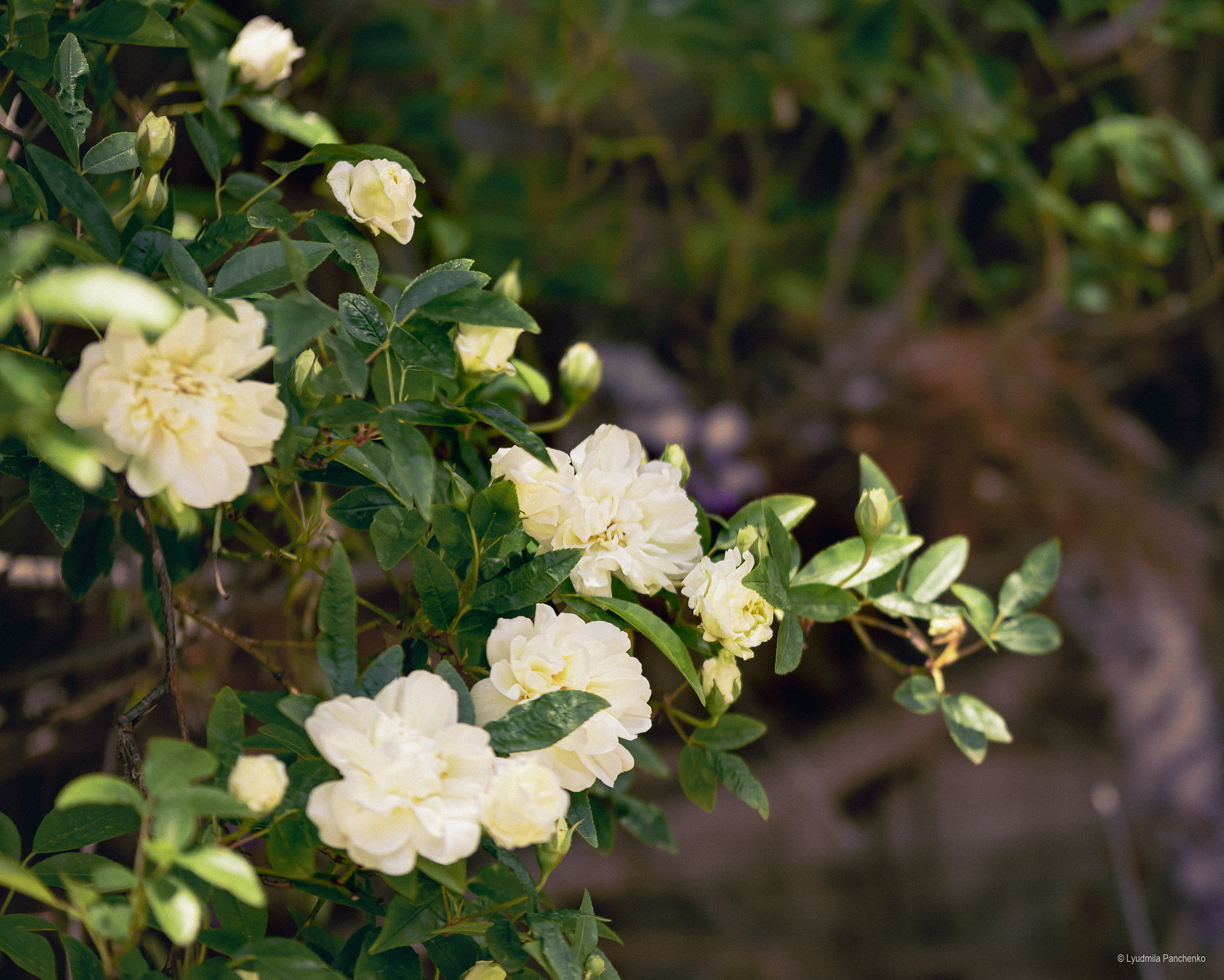 Флора, фауна, макро. Фотограф в Краснодаре Людмила Панченко