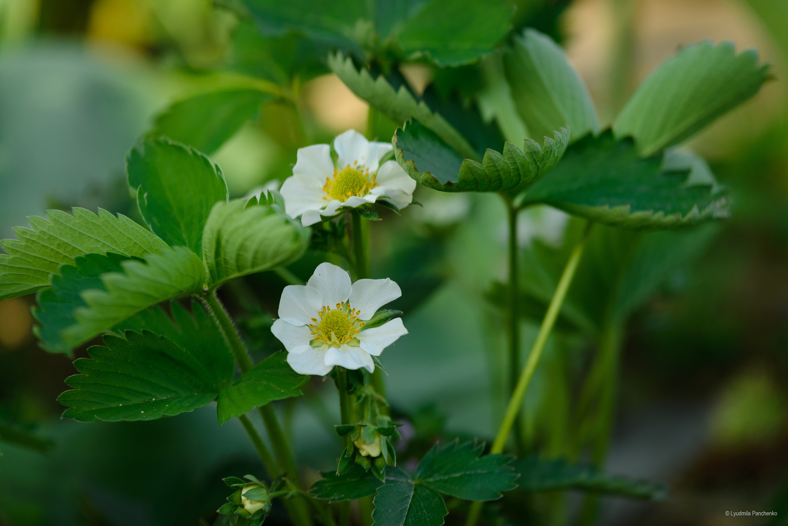Флора, фауна, макро. Фотограф в Краснодаре Людмила Панченко