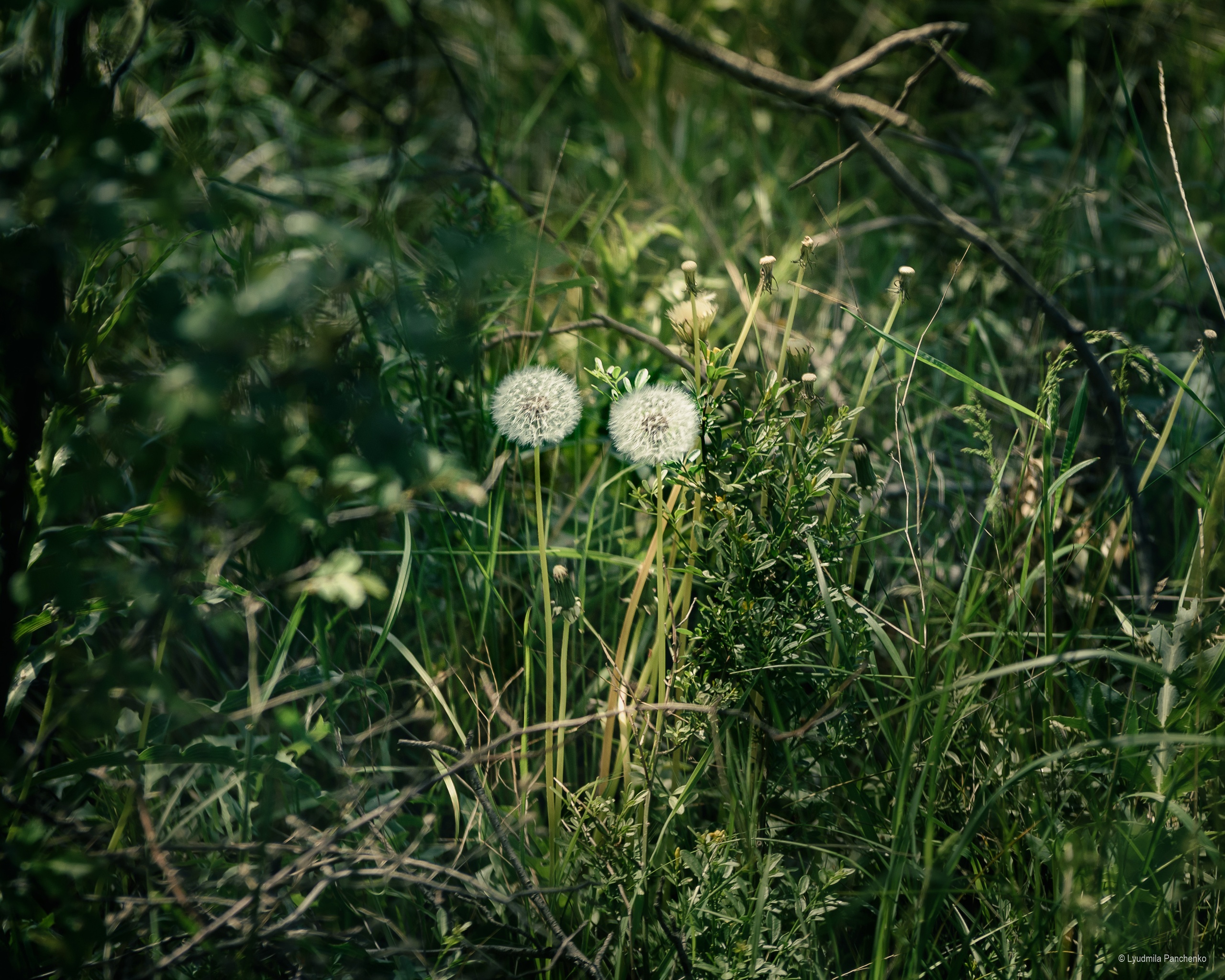 Флора, фауна, макро. Фотограф в Краснодаре Людмила Панченко