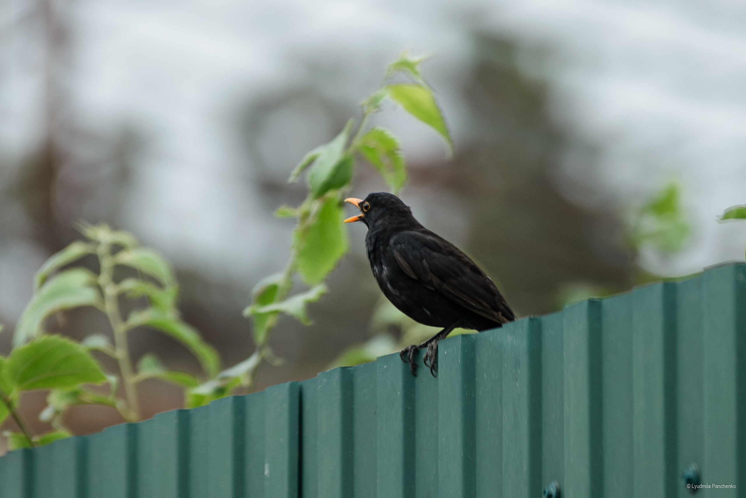 Флора, фауна, макро. Фотограф в Краснодаре Людмила Панченко