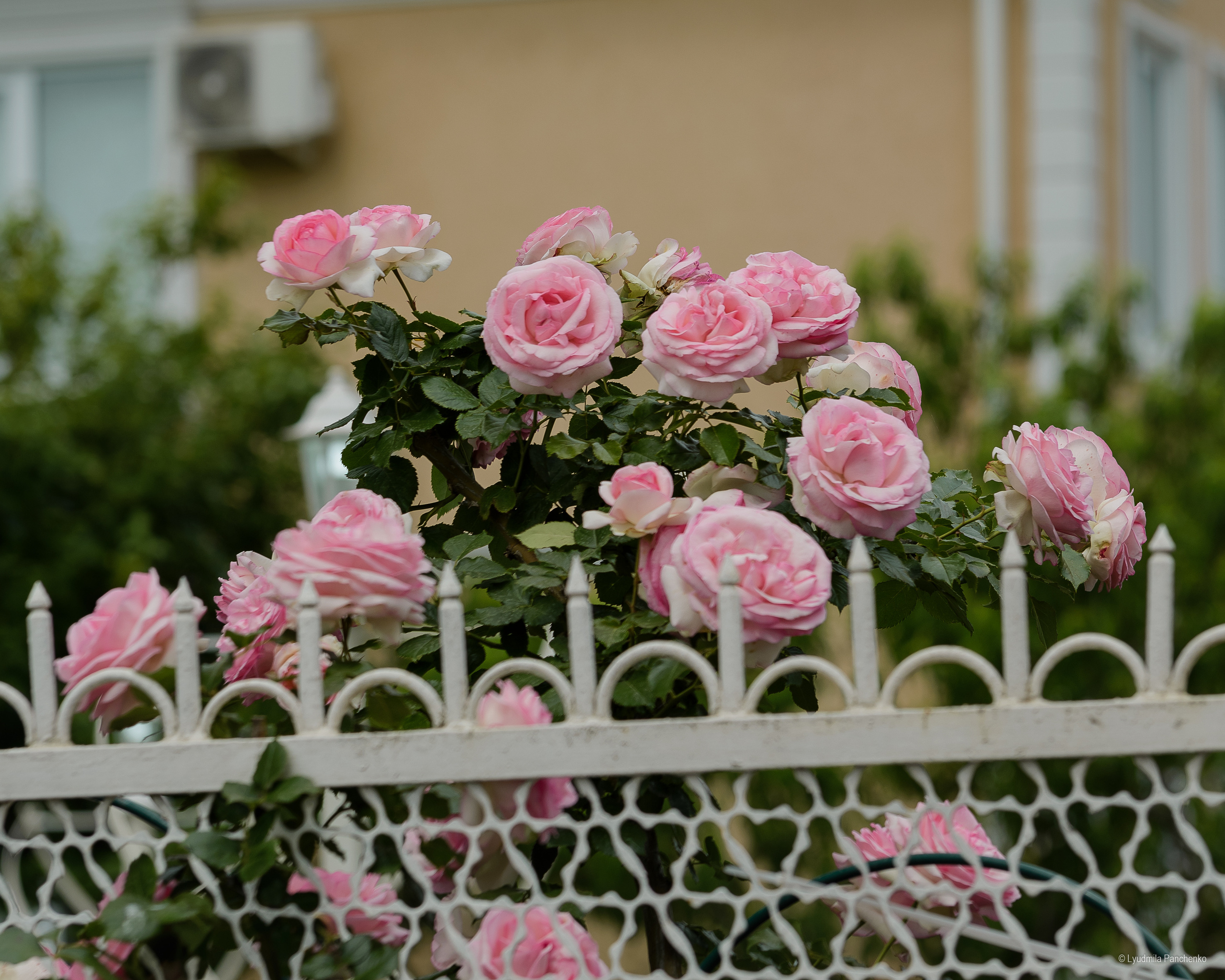 Флора, фауна, макро. Фотограф в Краснодаре Людмила Панченко