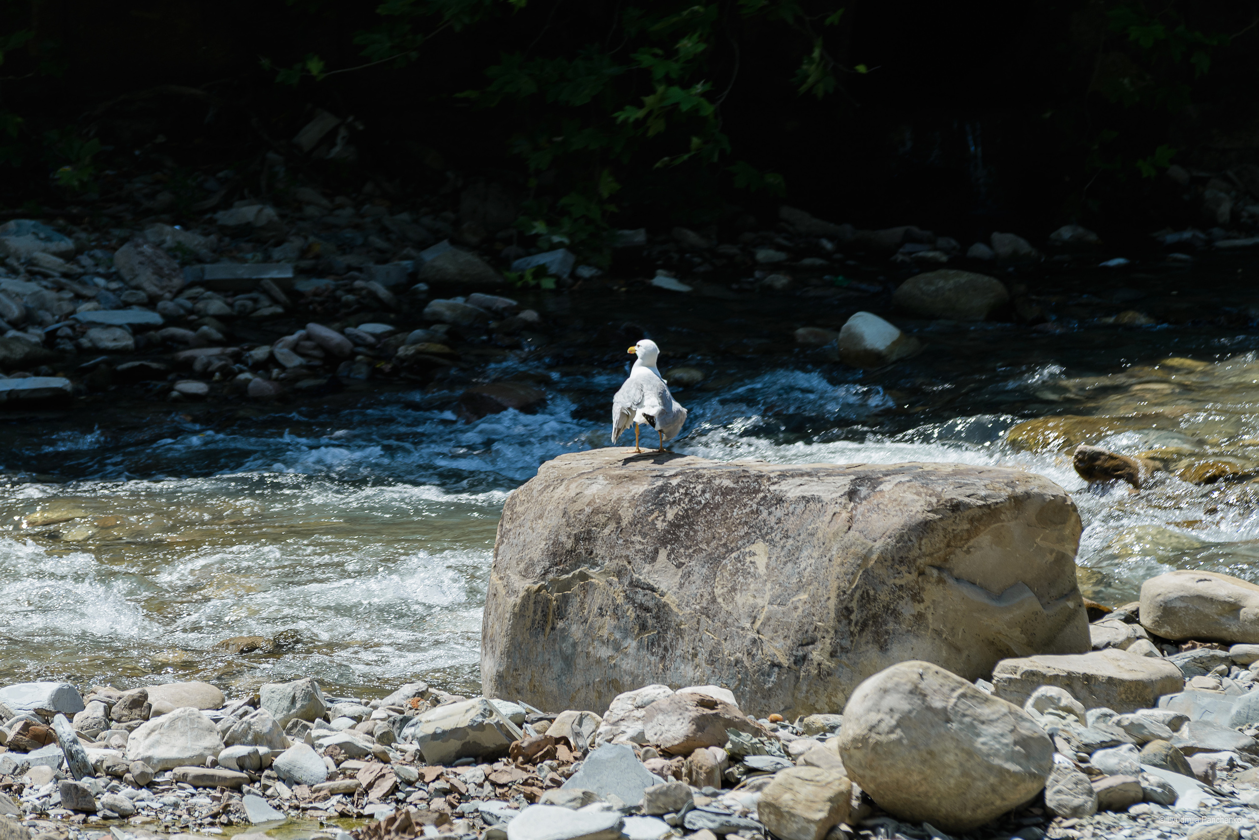 Флора, фауна, макро. Фотограф в Краснодаре Людмила Панченко