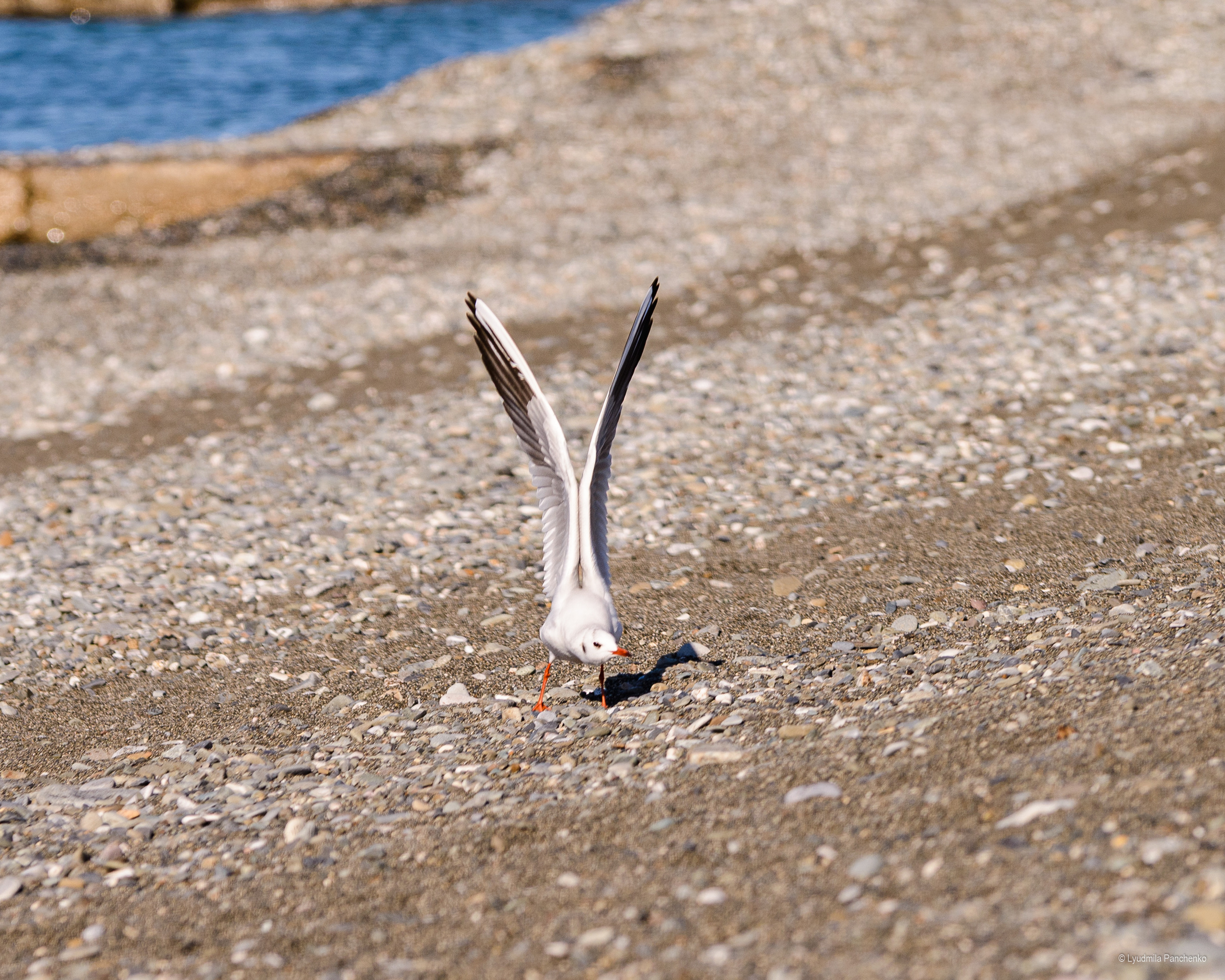 Флора, фауна, макро. Фотограф в Краснодаре Людмила Панченко