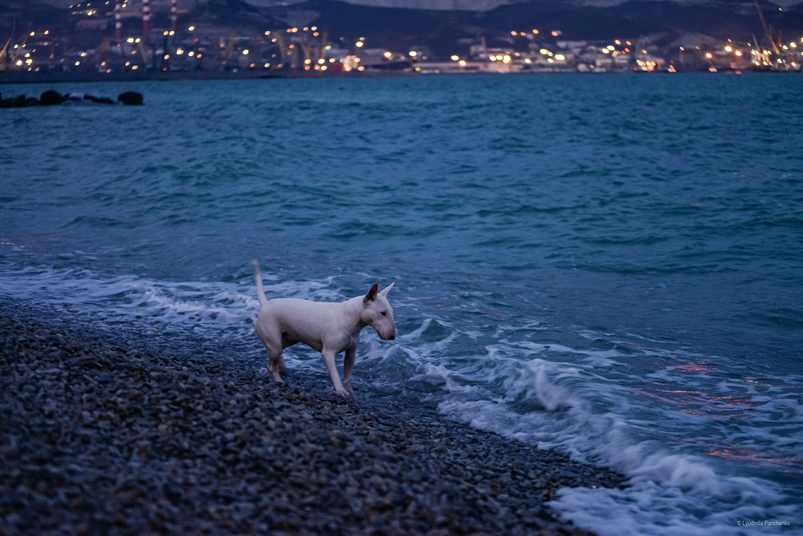 Домашние питомцы и их люди. Фотограф в Краснодаре Людмила Панченко