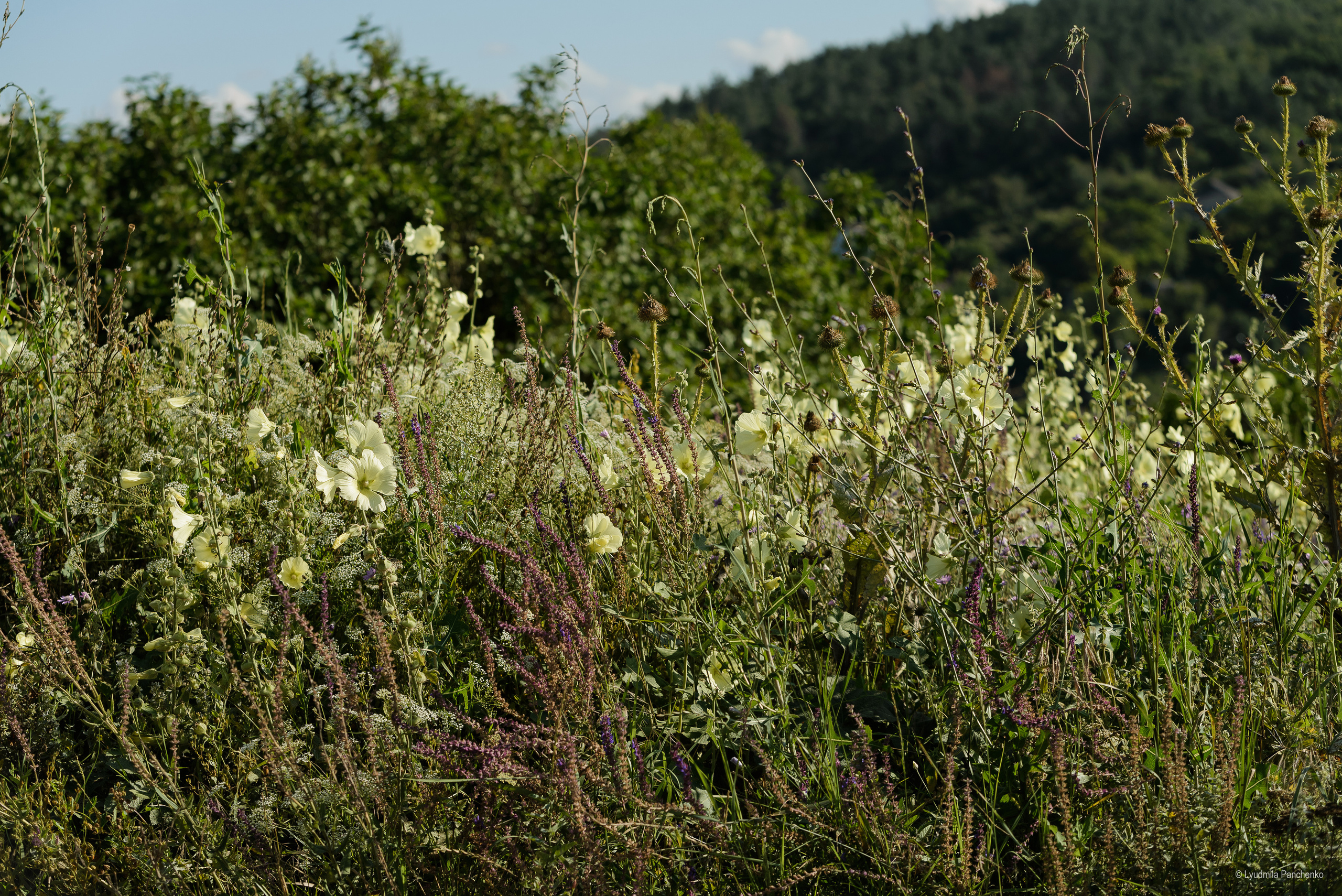 Флора, фауна, макро. Фотограф в Краснодаре Людмила Панченко