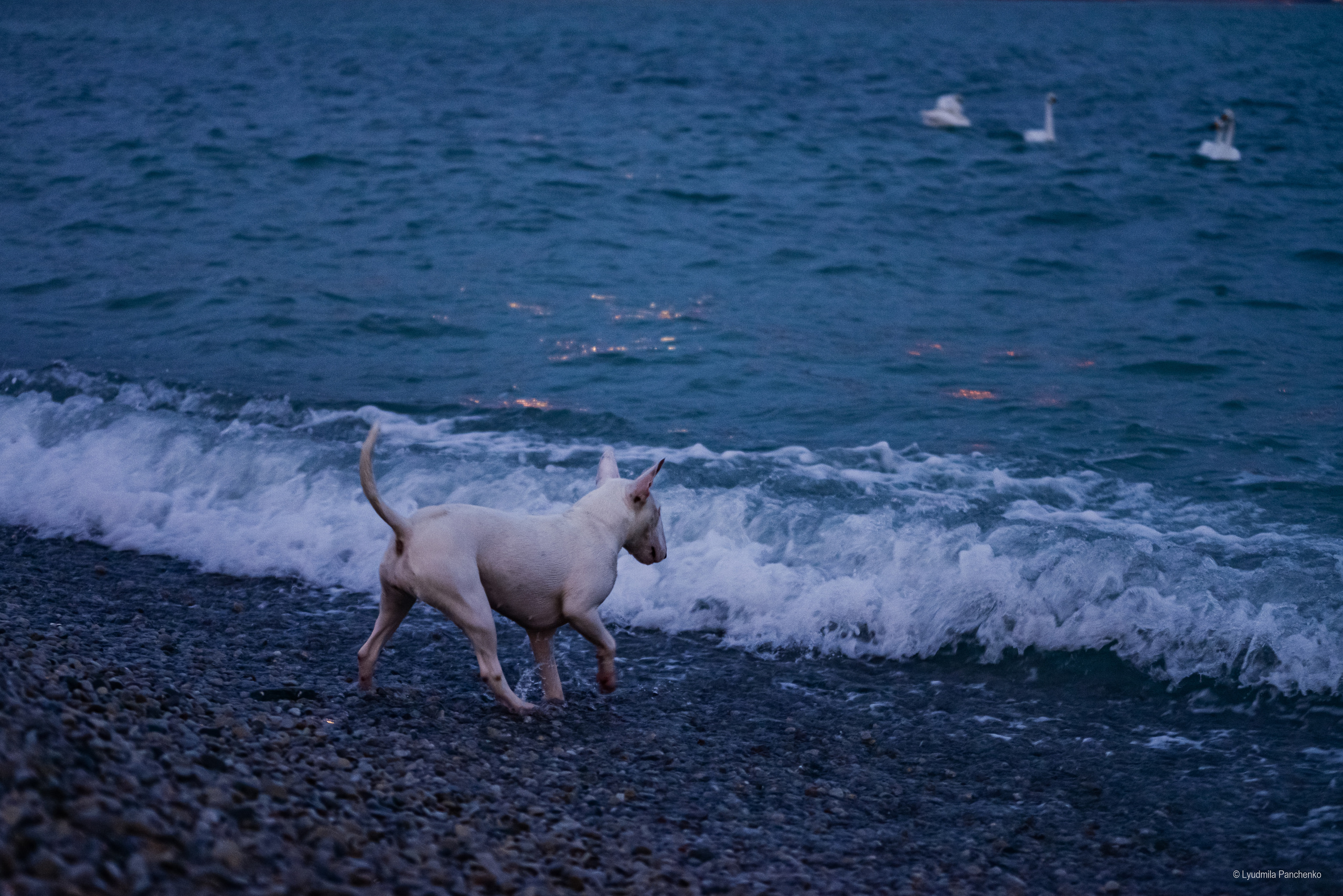Домашние питомцы и их люди. Фотограф в Краснодаре Людмила Панченко