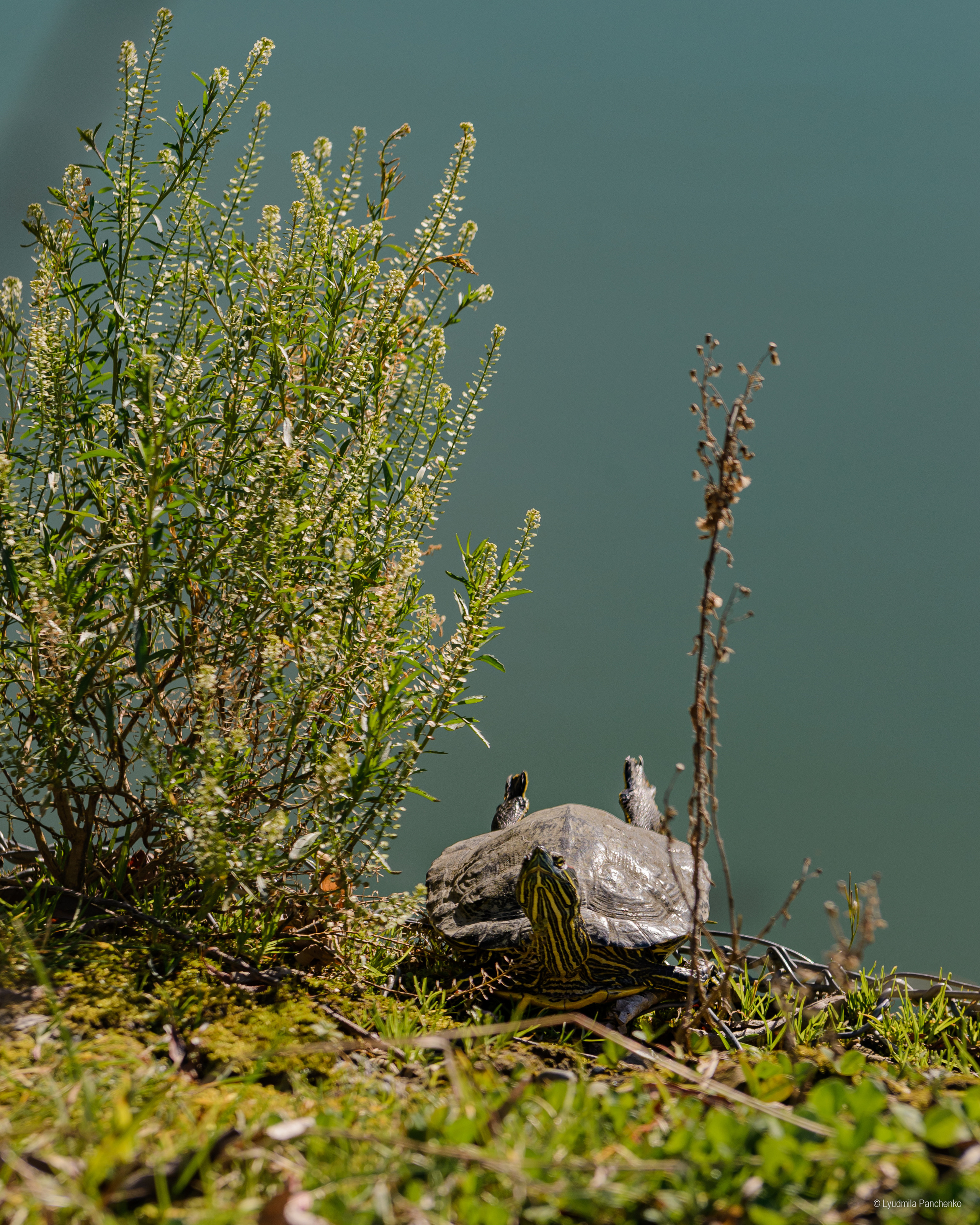 Флора, фауна, макро. Фотограф в Краснодаре Людмила Панченко