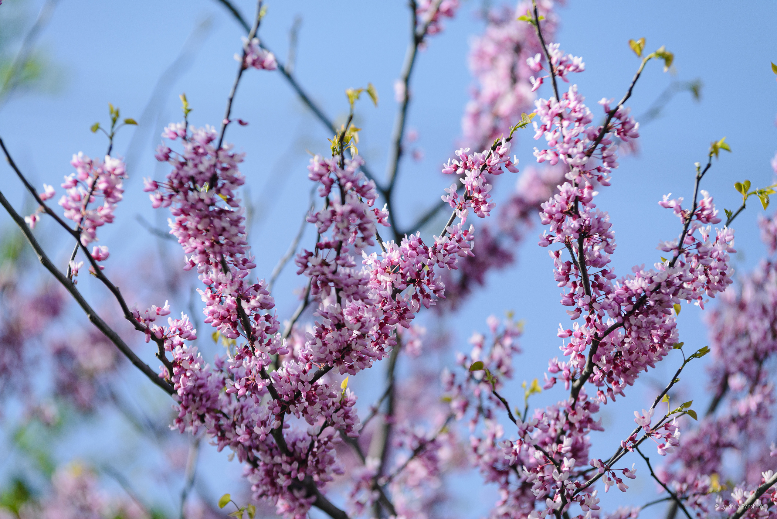 Флора, фауна, макро. Фотограф в Краснодаре Людмила Панченко
