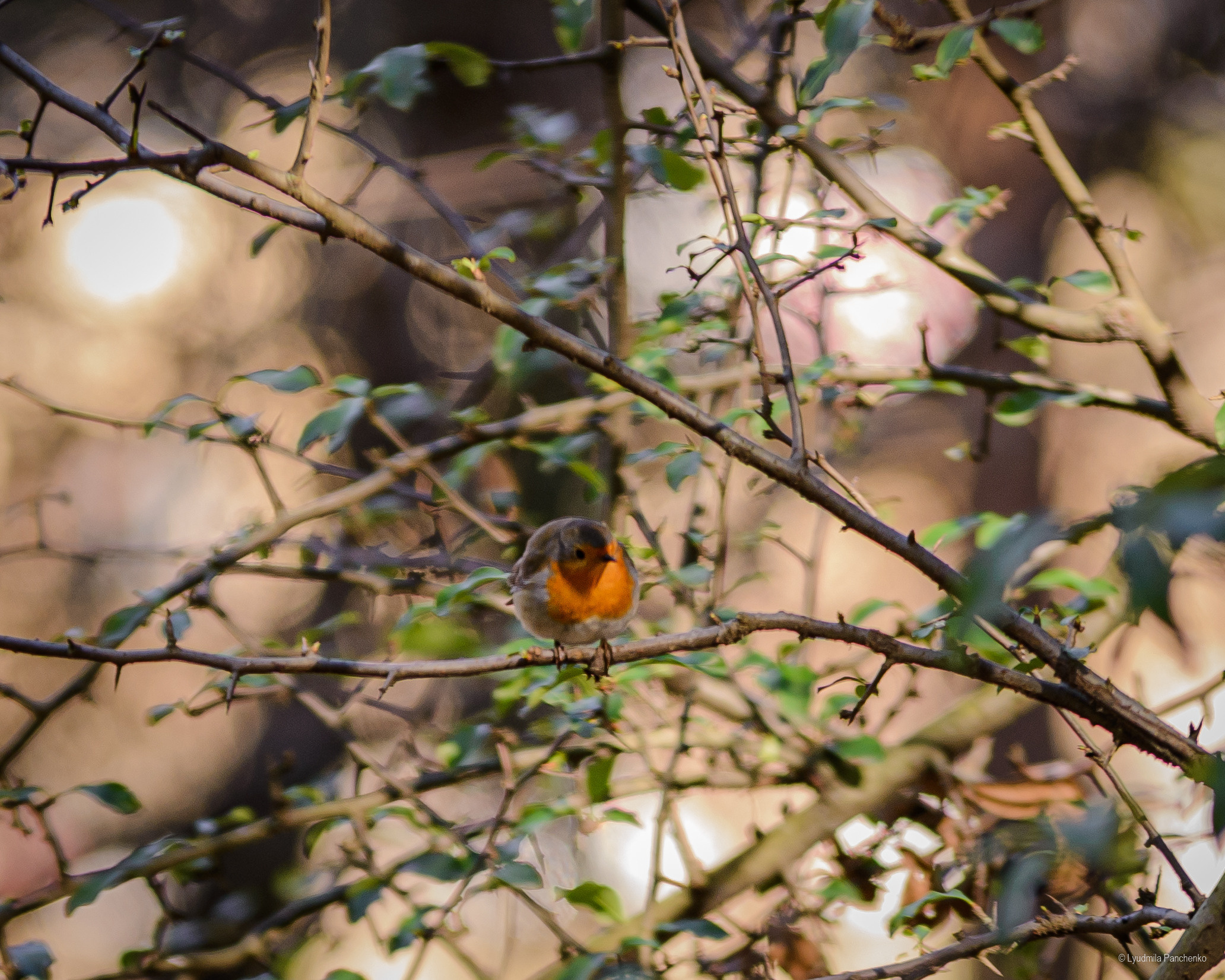 Флора, фауна, макро. Фотограф в Краснодаре Людмила Панченко
