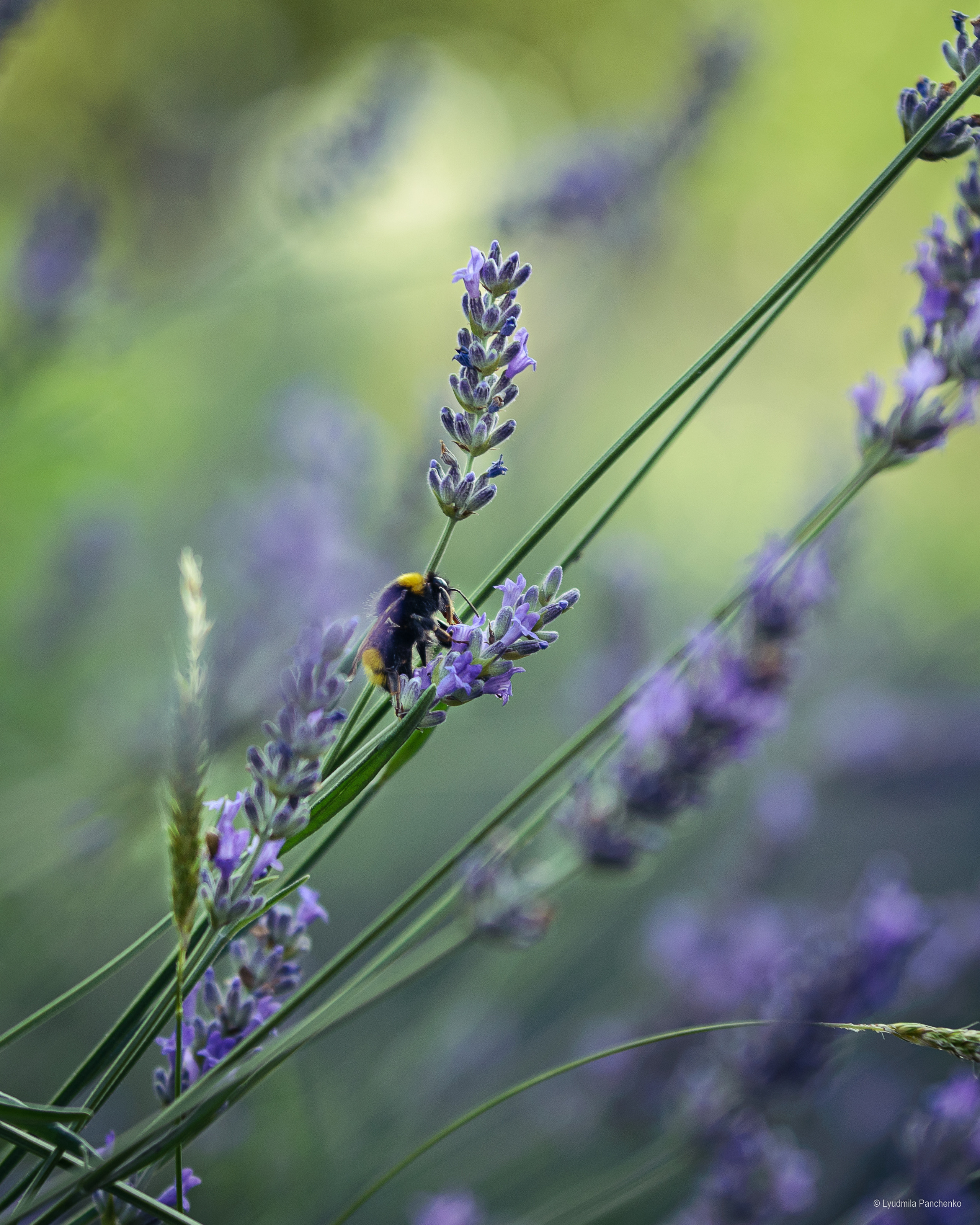 Флора, фауна, макро. Фотограф в Краснодаре Людмила Панченко