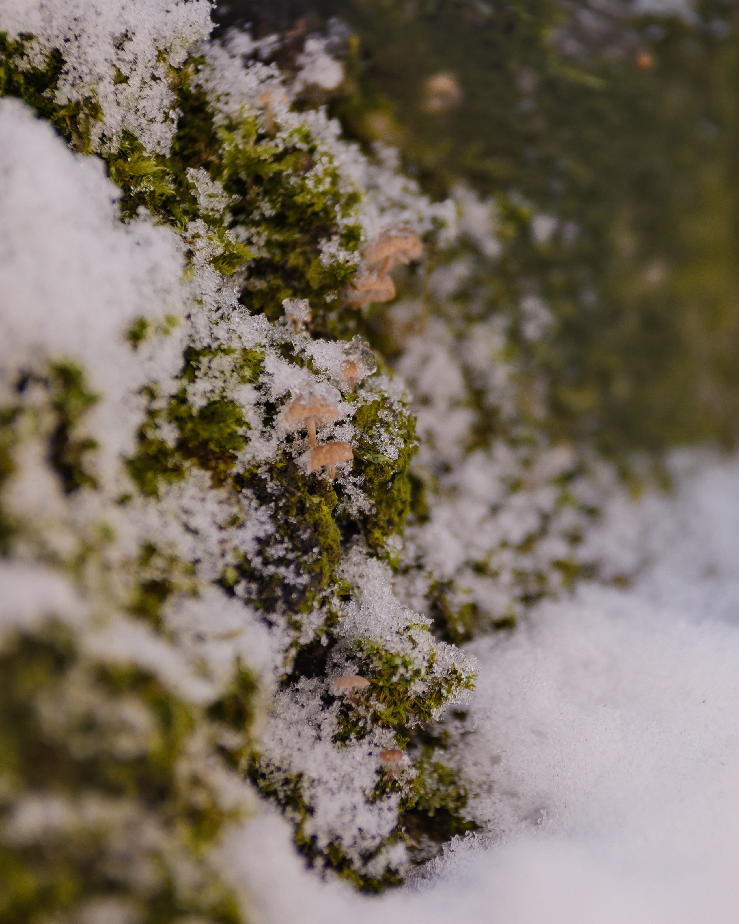 Флора, фауна, макро. Фотограф в Краснодаре Людмила Панченко