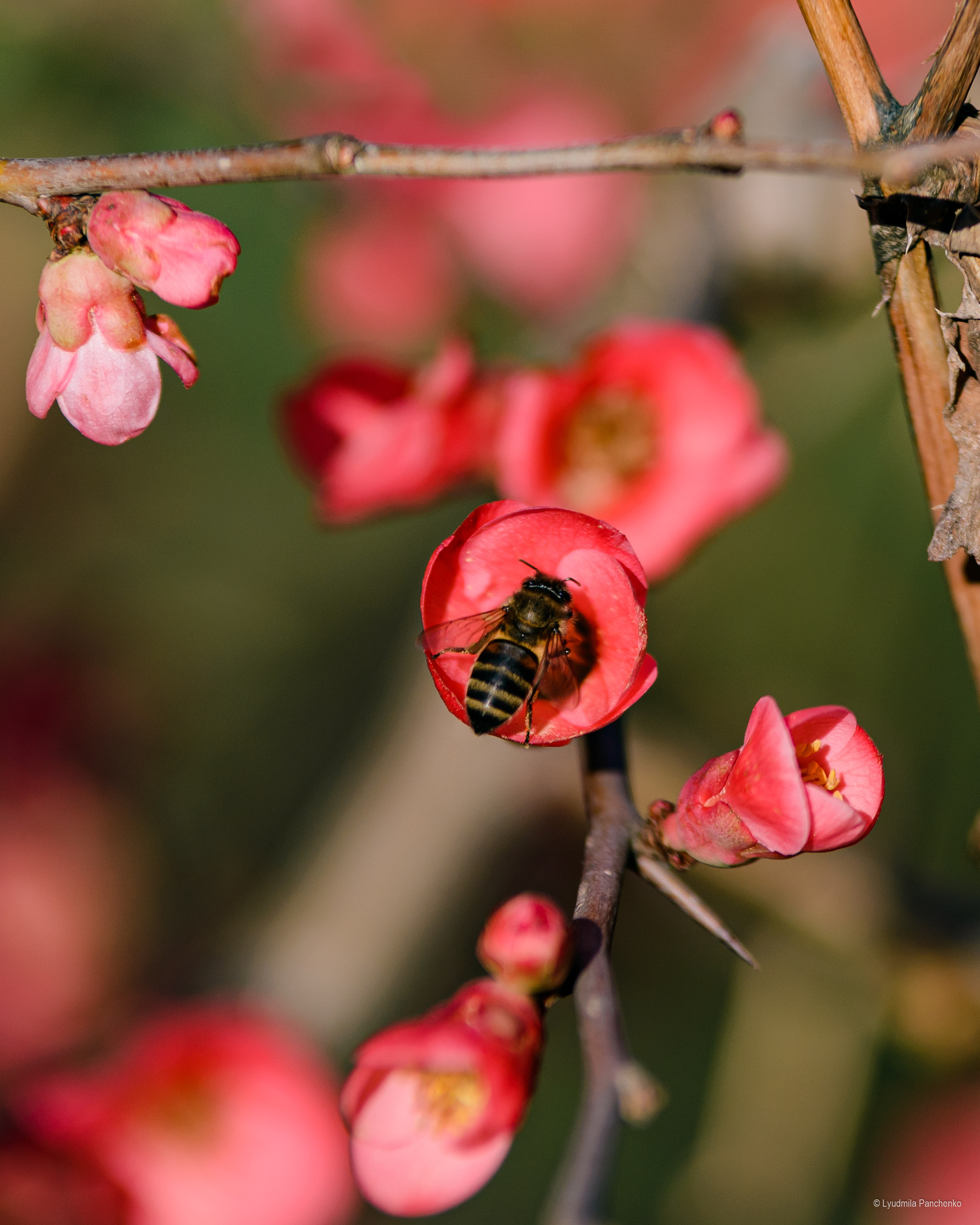 Флора, фауна, макро. Фотограф в Краснодаре Людмила Панченко
