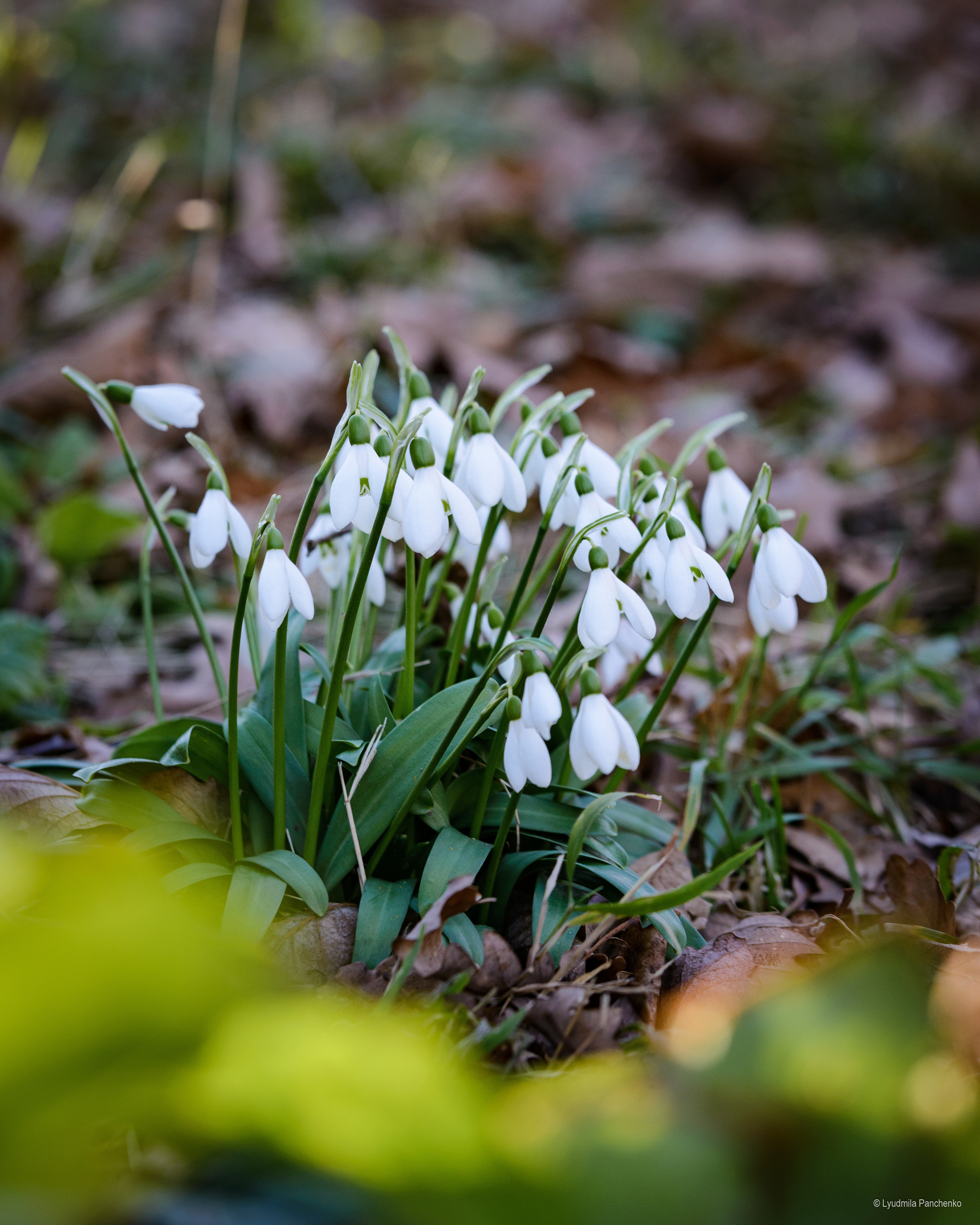 Флора, фауна, макро. Фотограф в Краснодаре Людмила Панченко