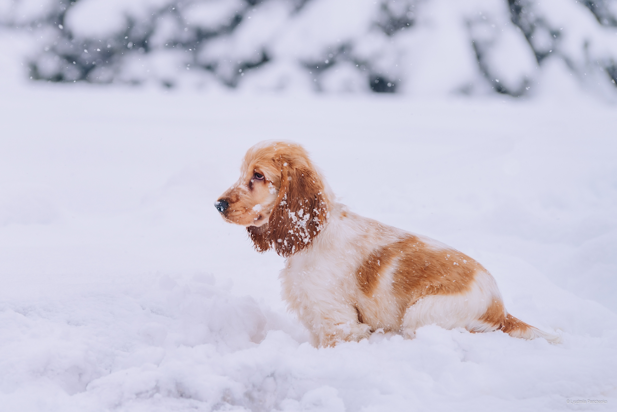 Домашние питомцы и их люди. Фотограф в Краснодаре Людмила Панченко