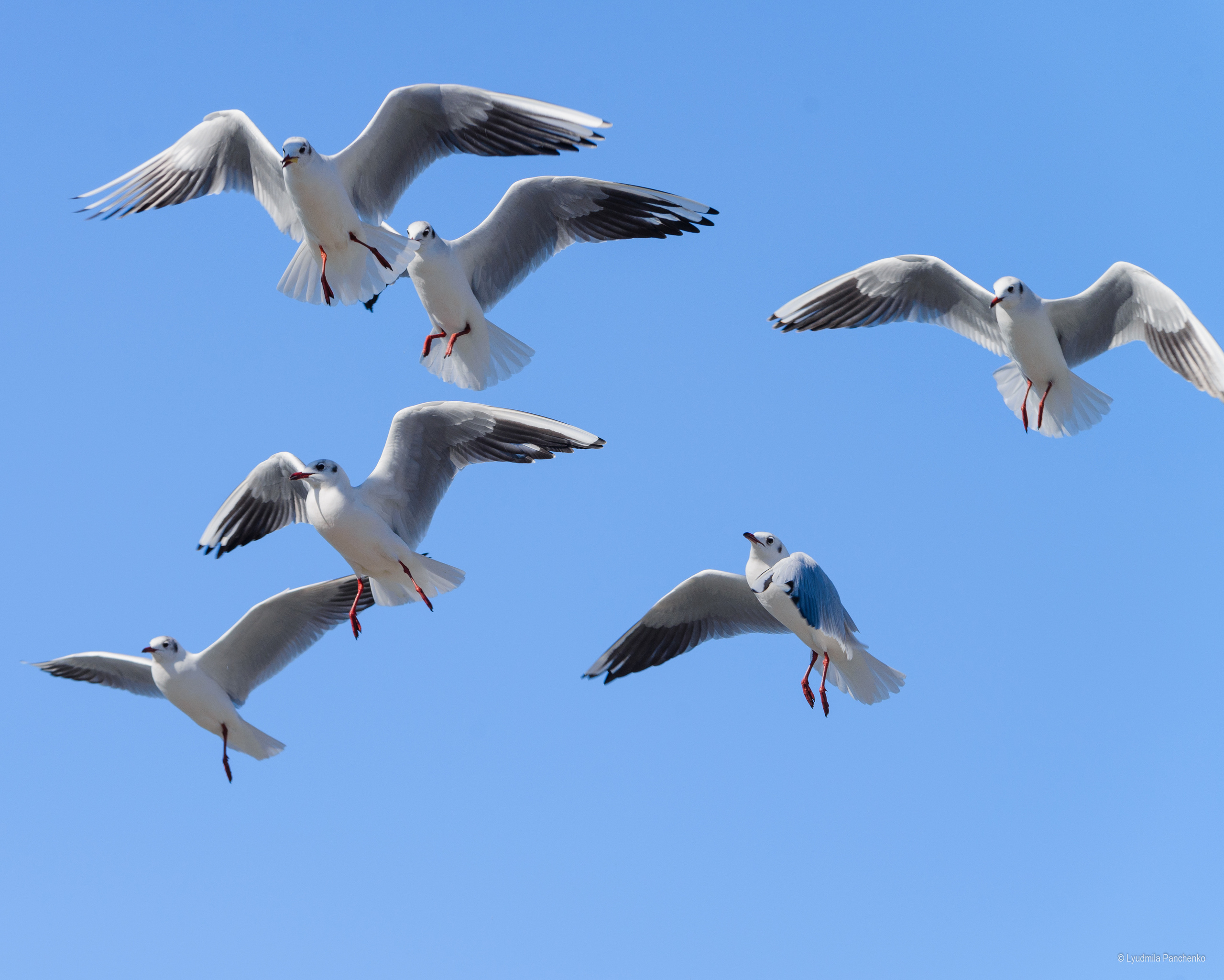 Флора, фауна, макро. Фотограф в Краснодаре Людмила Панченко