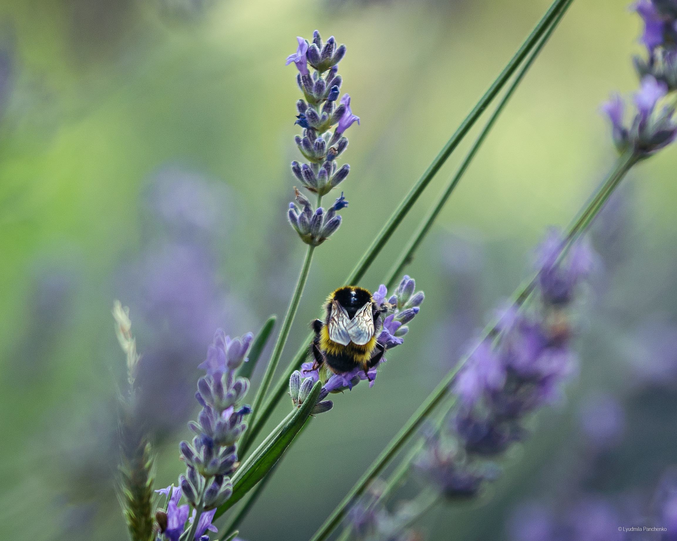 Флора, фауна, макро. Фотограф в Краснодаре Людмила Панченко