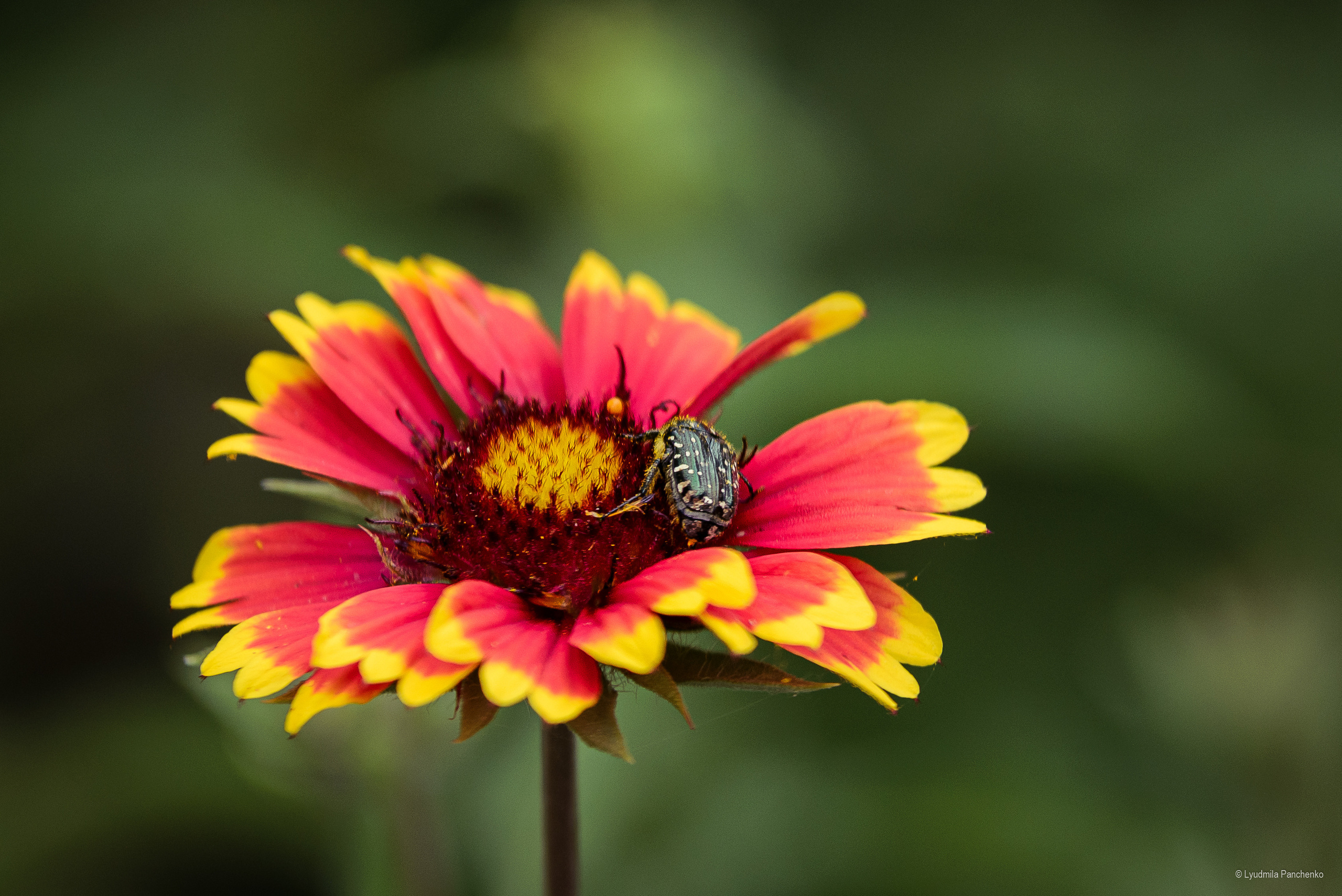 Флора, фауна, макро. Фотограф в Краснодаре Людмила Панченко