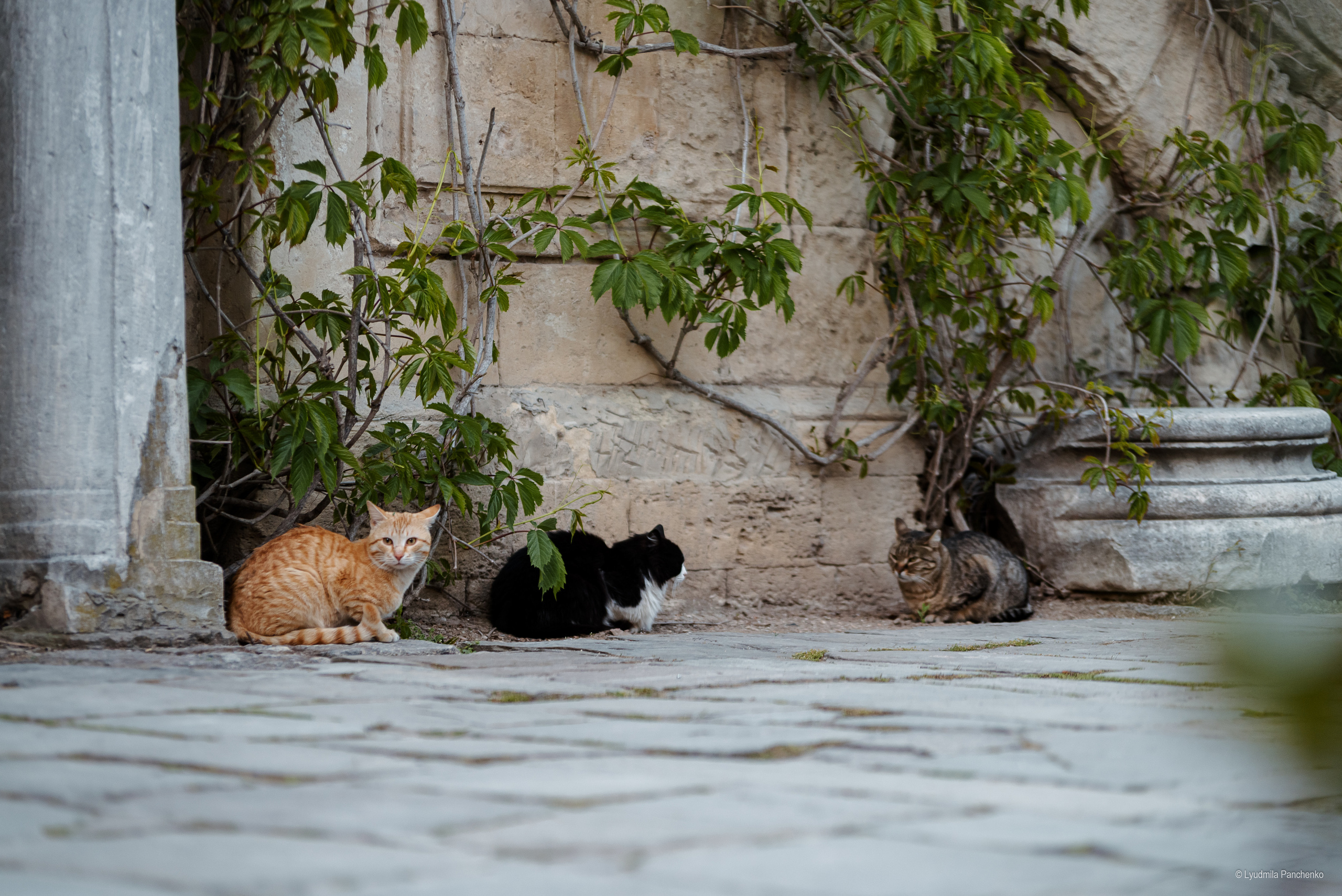 Моря, города…. Фотограф в Краснодаре Людмила Панченко