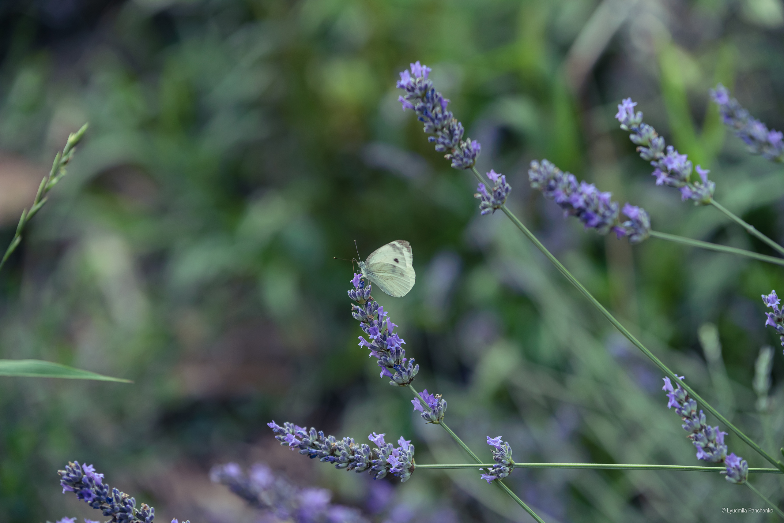 Флора, фауна, макро. Фотограф в Краснодаре Людмила Панченко