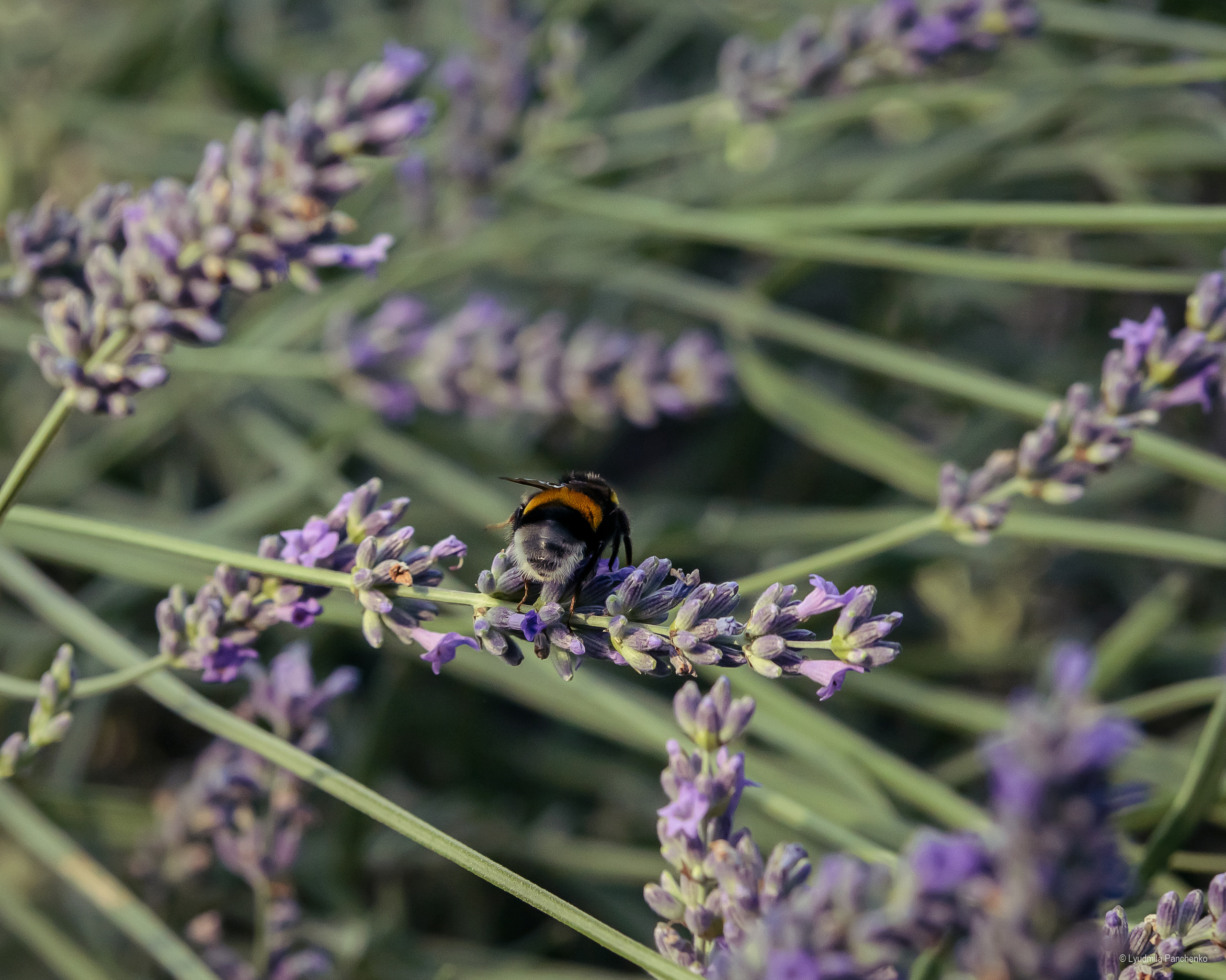 Флора, фауна, макро. Фотограф в Краснодаре Людмила Панченко