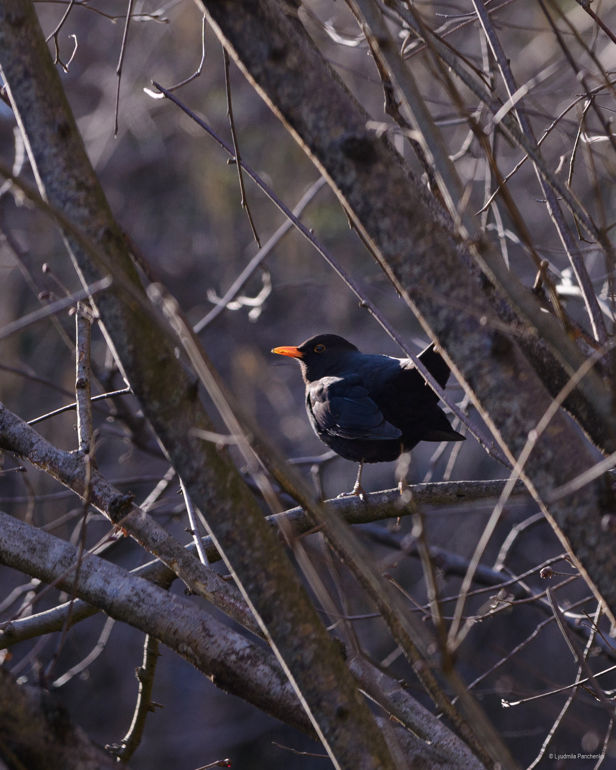 Флора, фауна, макро. Фотограф в Краснодаре Людмила Панченко