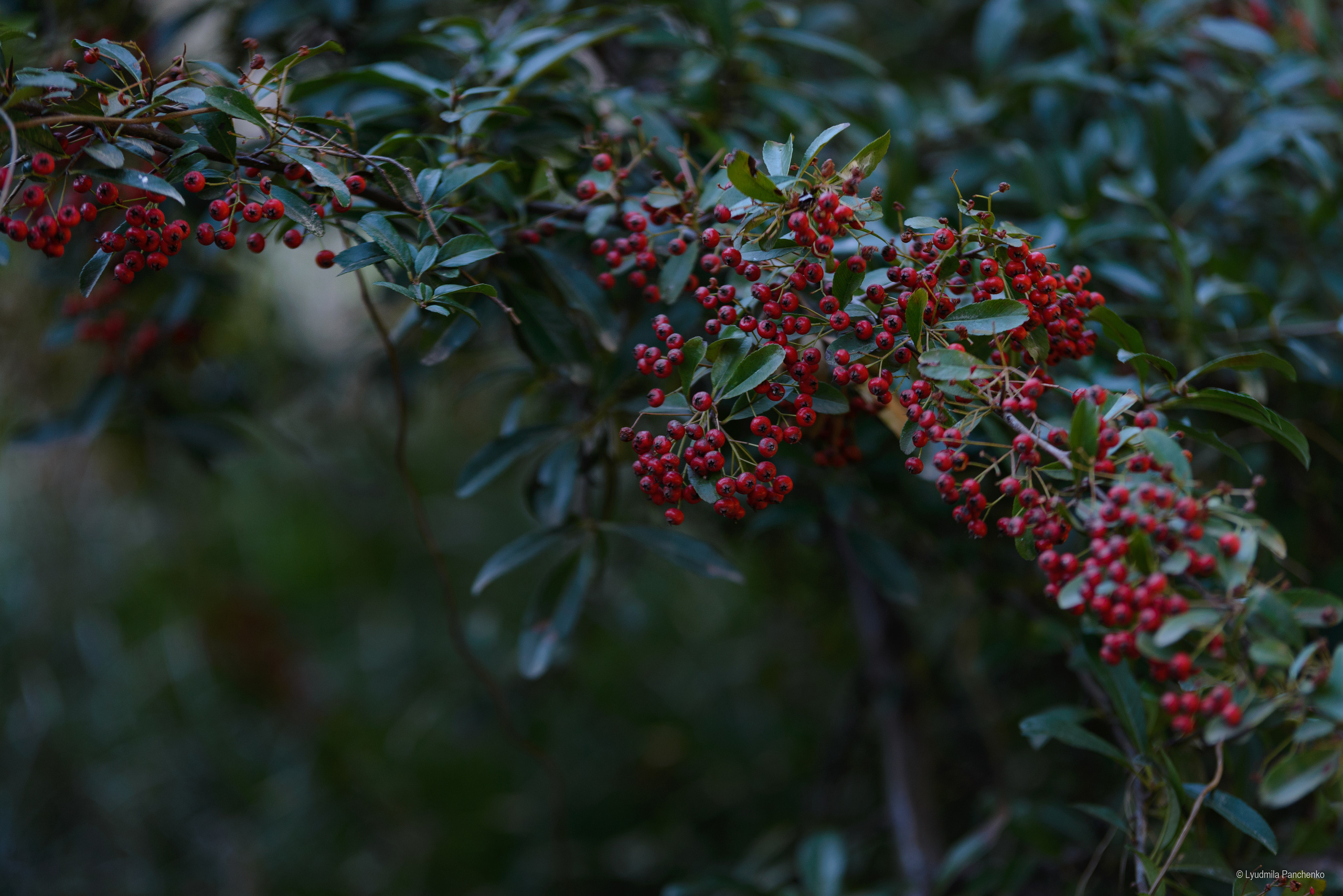 Флора, фауна, макро. Фотограф в Краснодаре Людмила Панченко