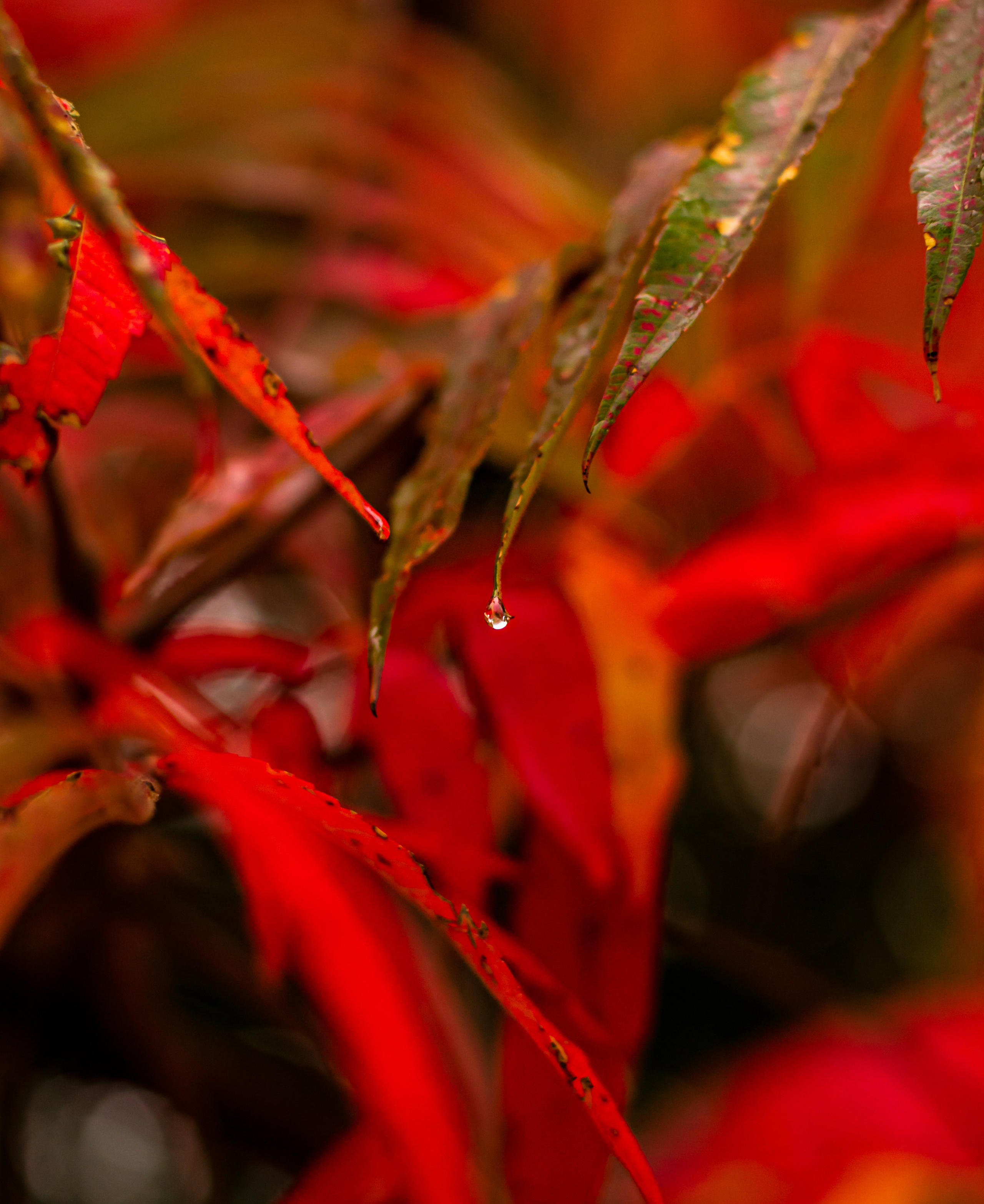 Флора, фауна, макро. Фотограф в Краснодаре Людмила Панченко