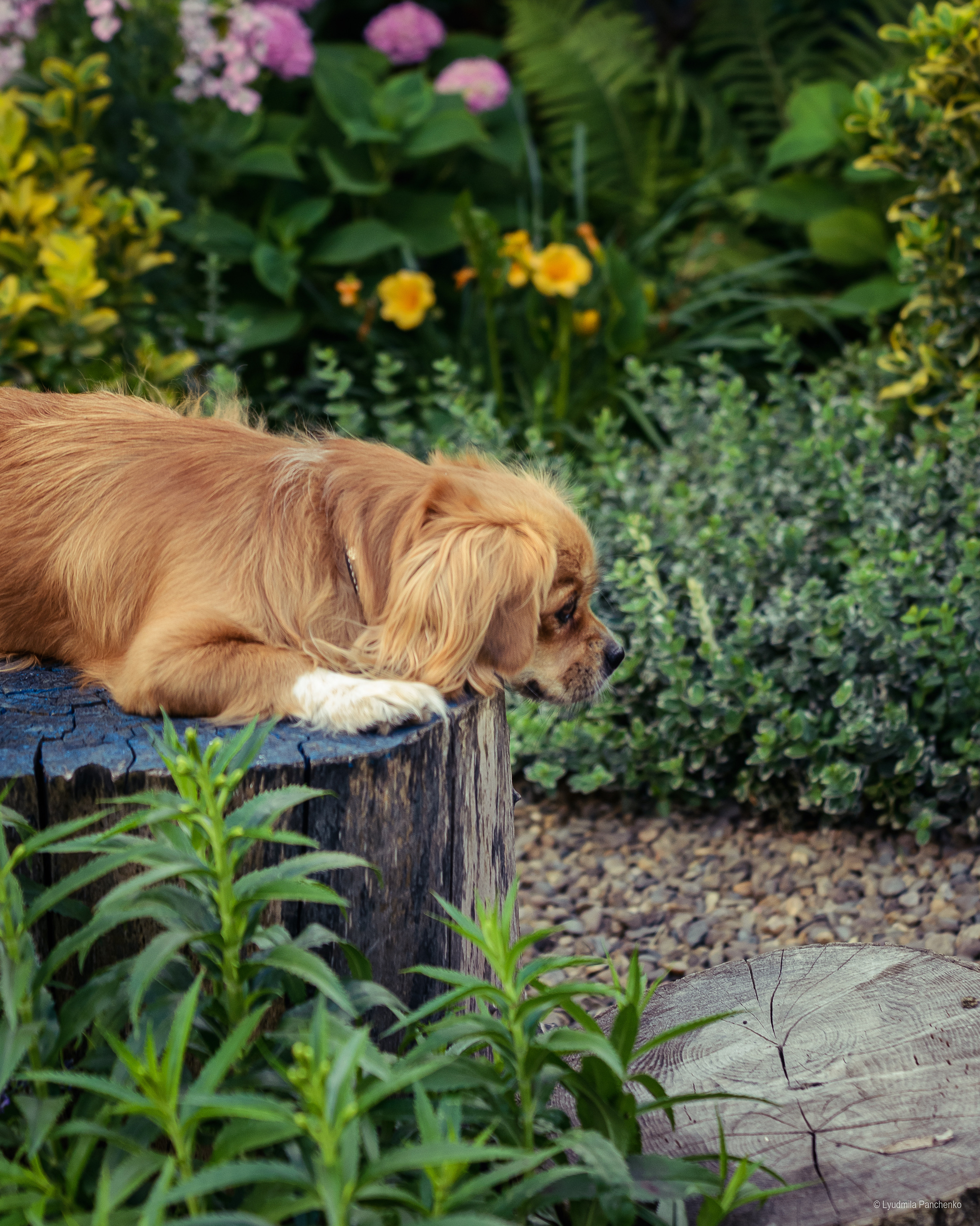 Домашние питомцы и их люди. Фотограф в Краснодаре Людмила Панченко