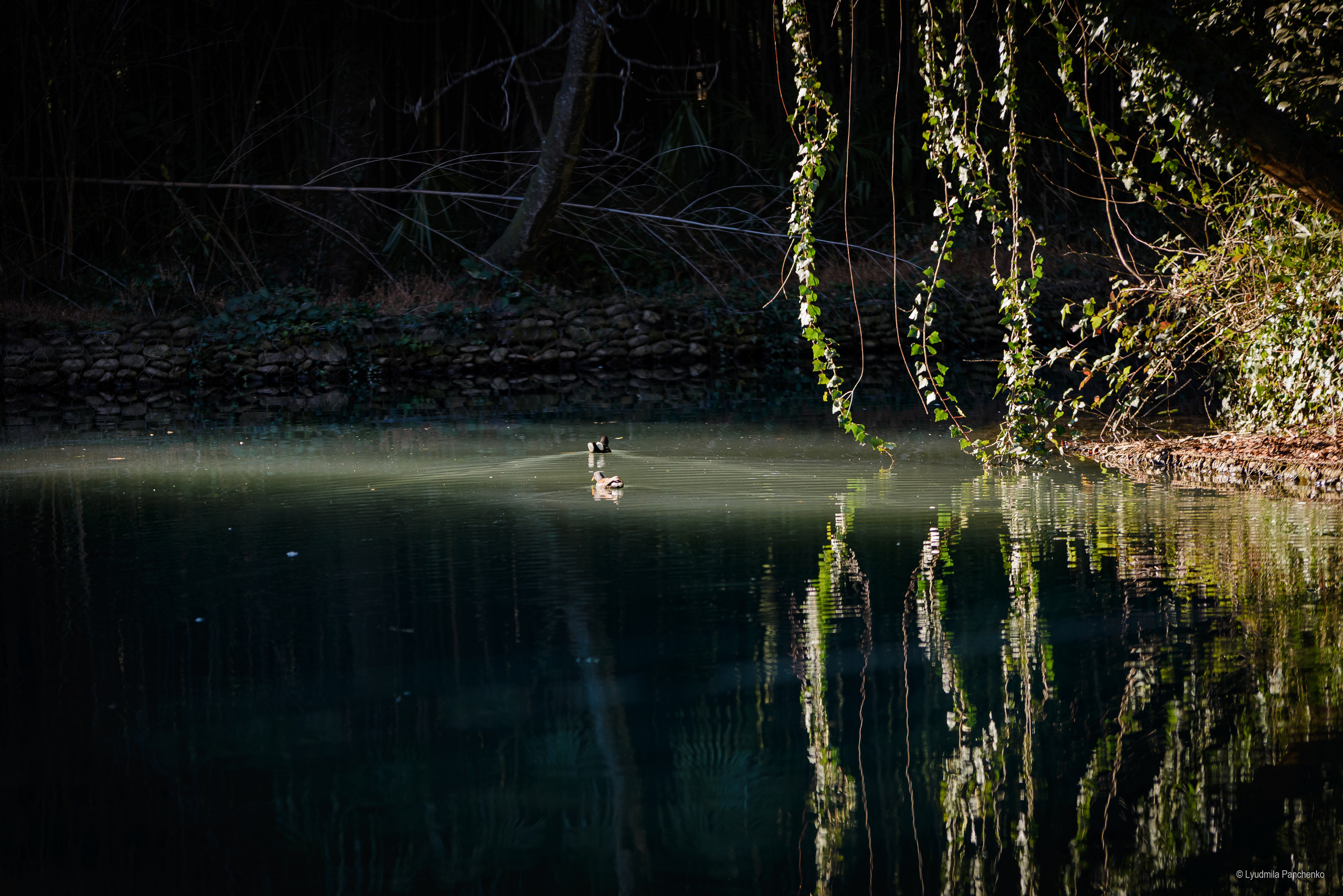 Флора, фауна, макро. Фотограф в Краснодаре Людмила Панченко