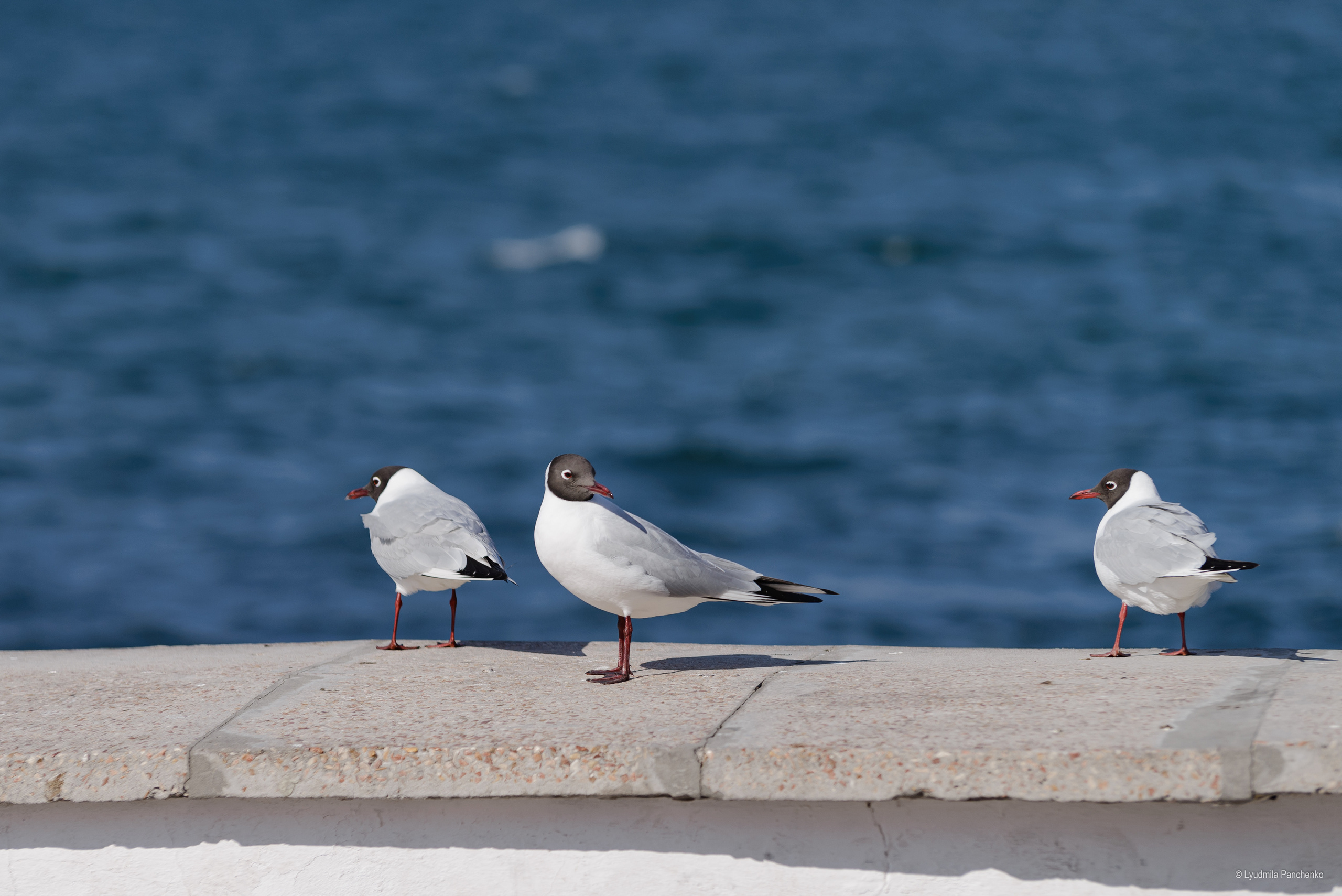 Флора, фауна, макро. Фотограф в Краснодаре Людмила Панченко